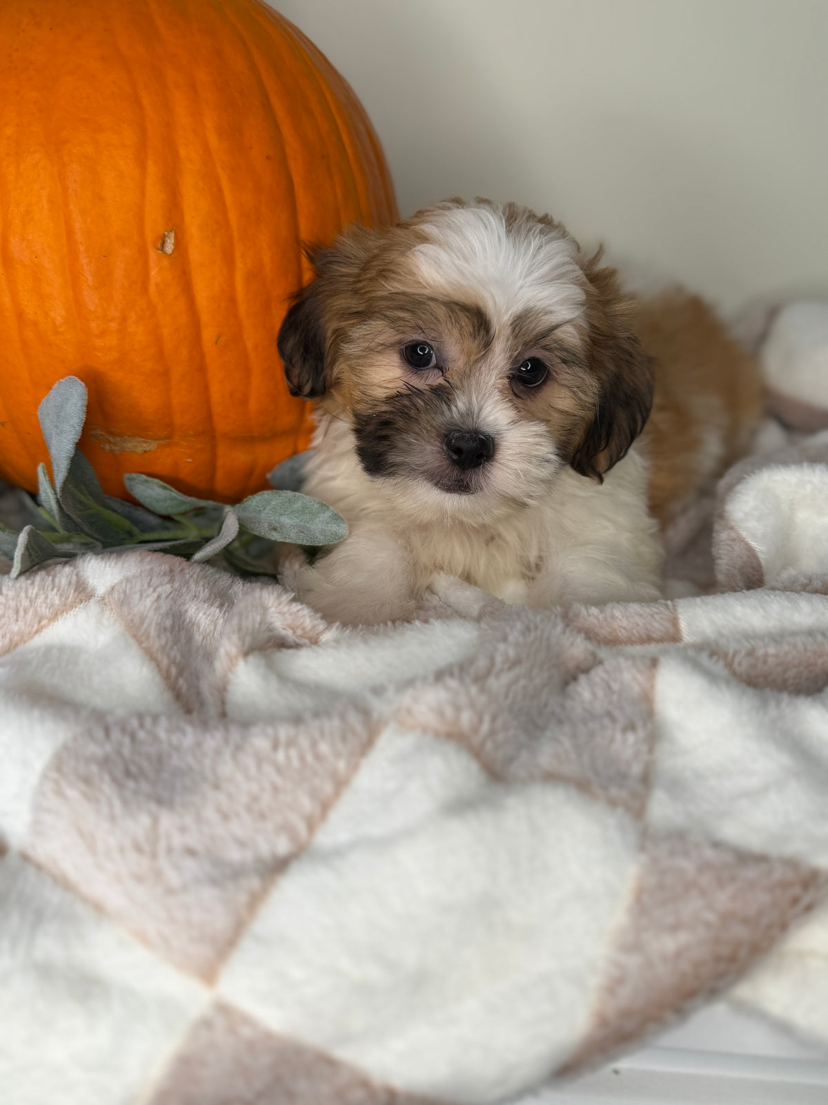 Winston: Maltipoo