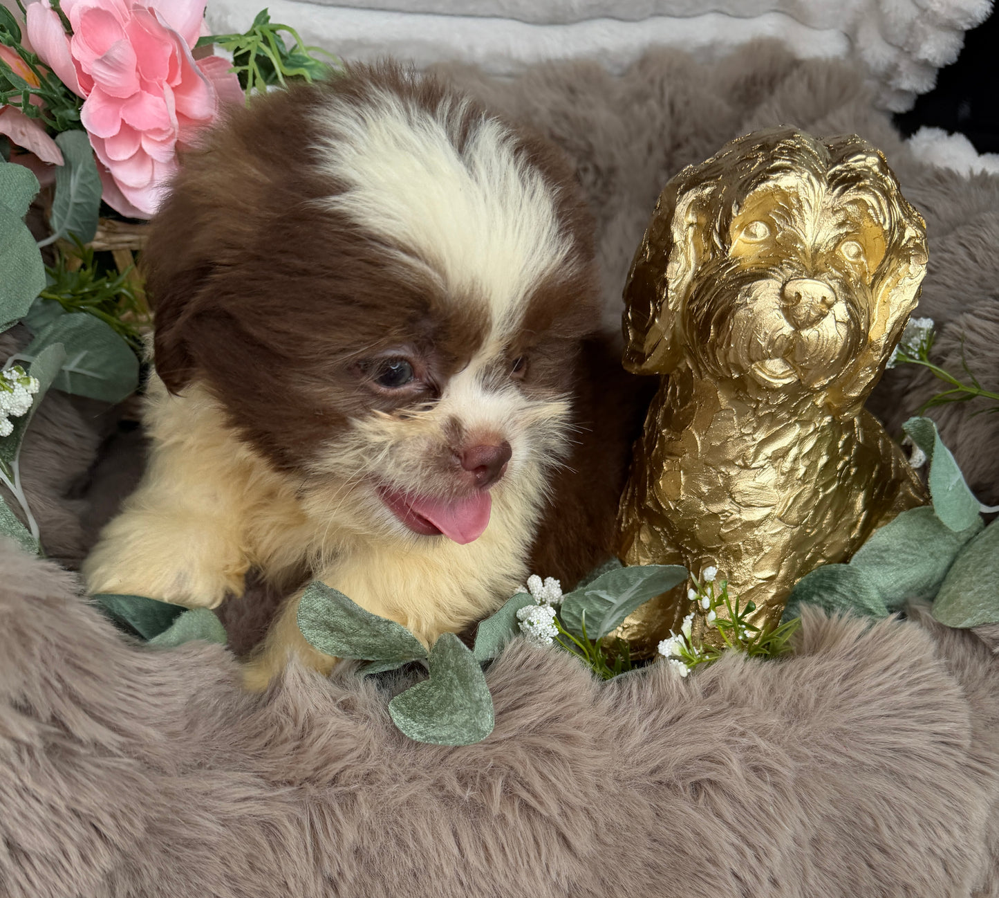 Chewy 🧸 | Male Teddy Bear Puppy