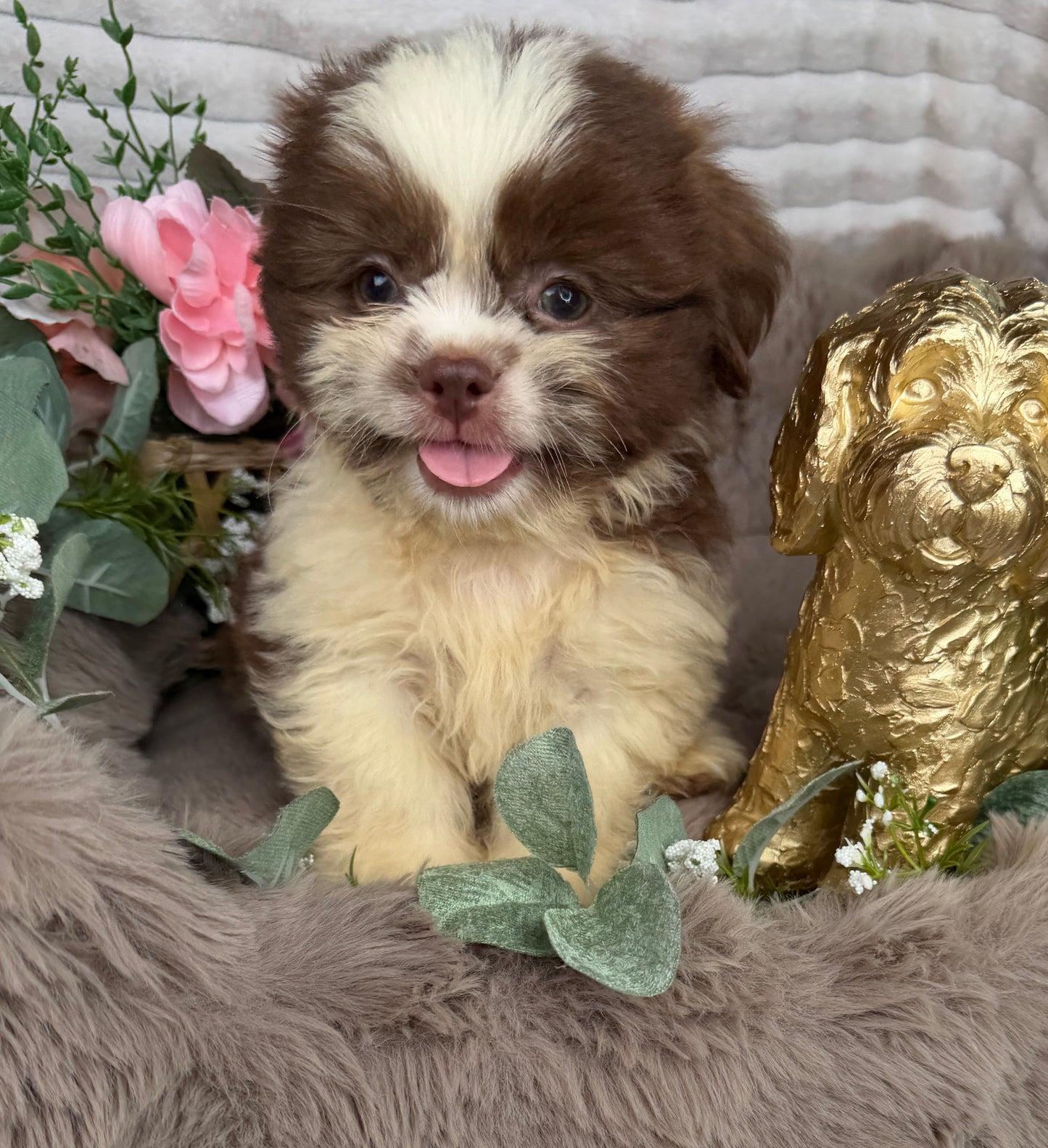 Chewy 🧸 | Male Teddy Bear Puppy