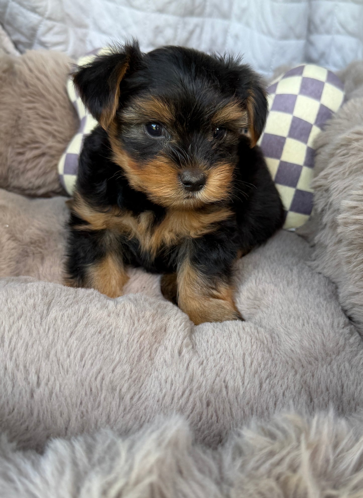 Luca 💙 | Male Toy Yorkie