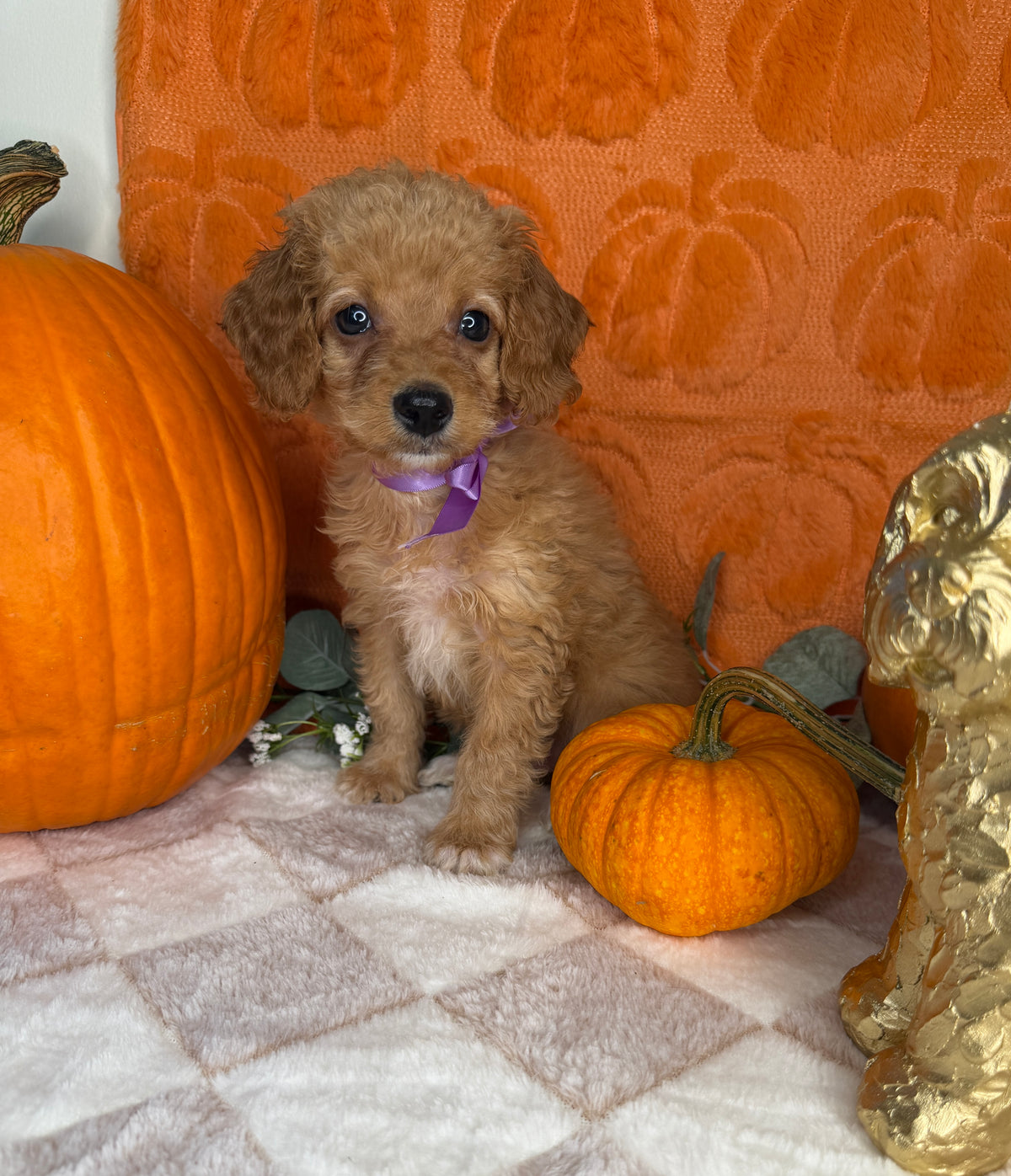 Penelope: Toy Poodle