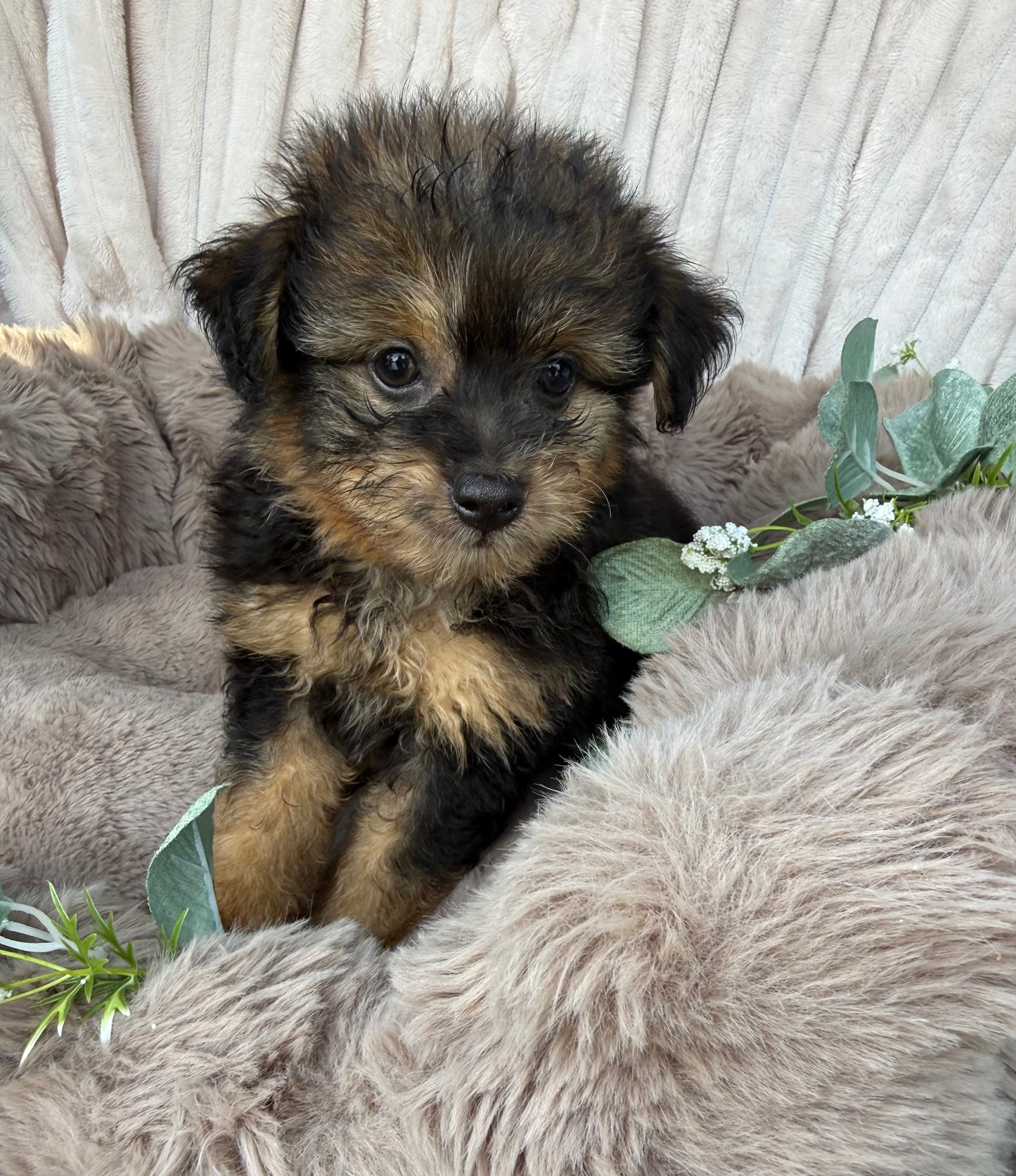Phantom 🩶 | Male PomaPoo Puppy