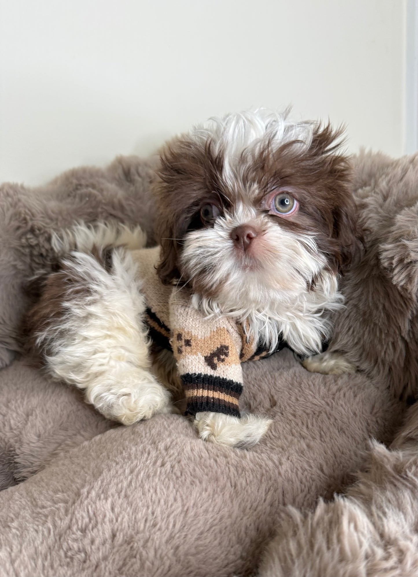 Tucker Lee | ACA Registered Shih Tzu