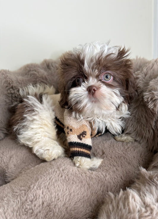 Tucker Lee | ACA Registered Shih Tzu