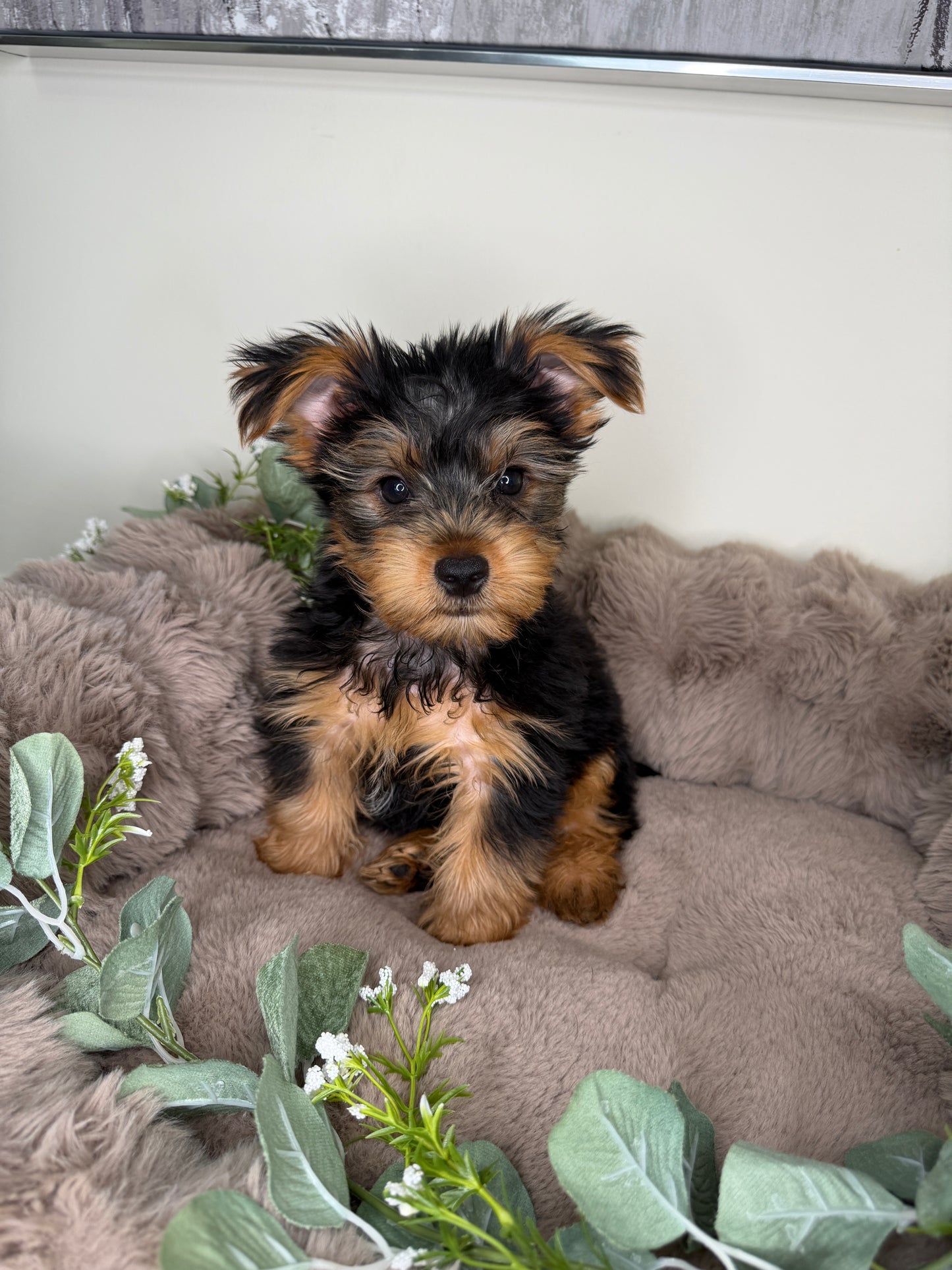 Hugo 💙 | Male Yorkshire Terrier