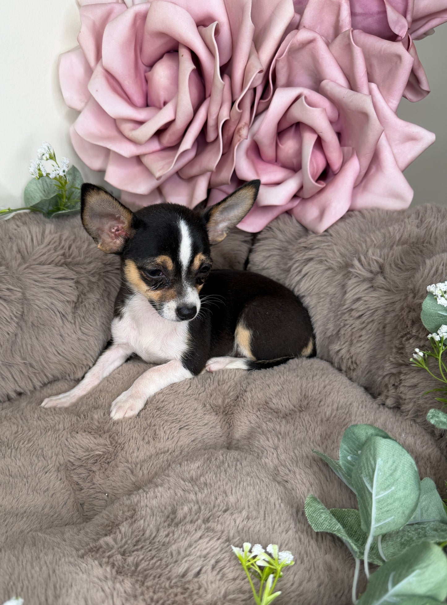 Gigi 🩷 Chihuahua
