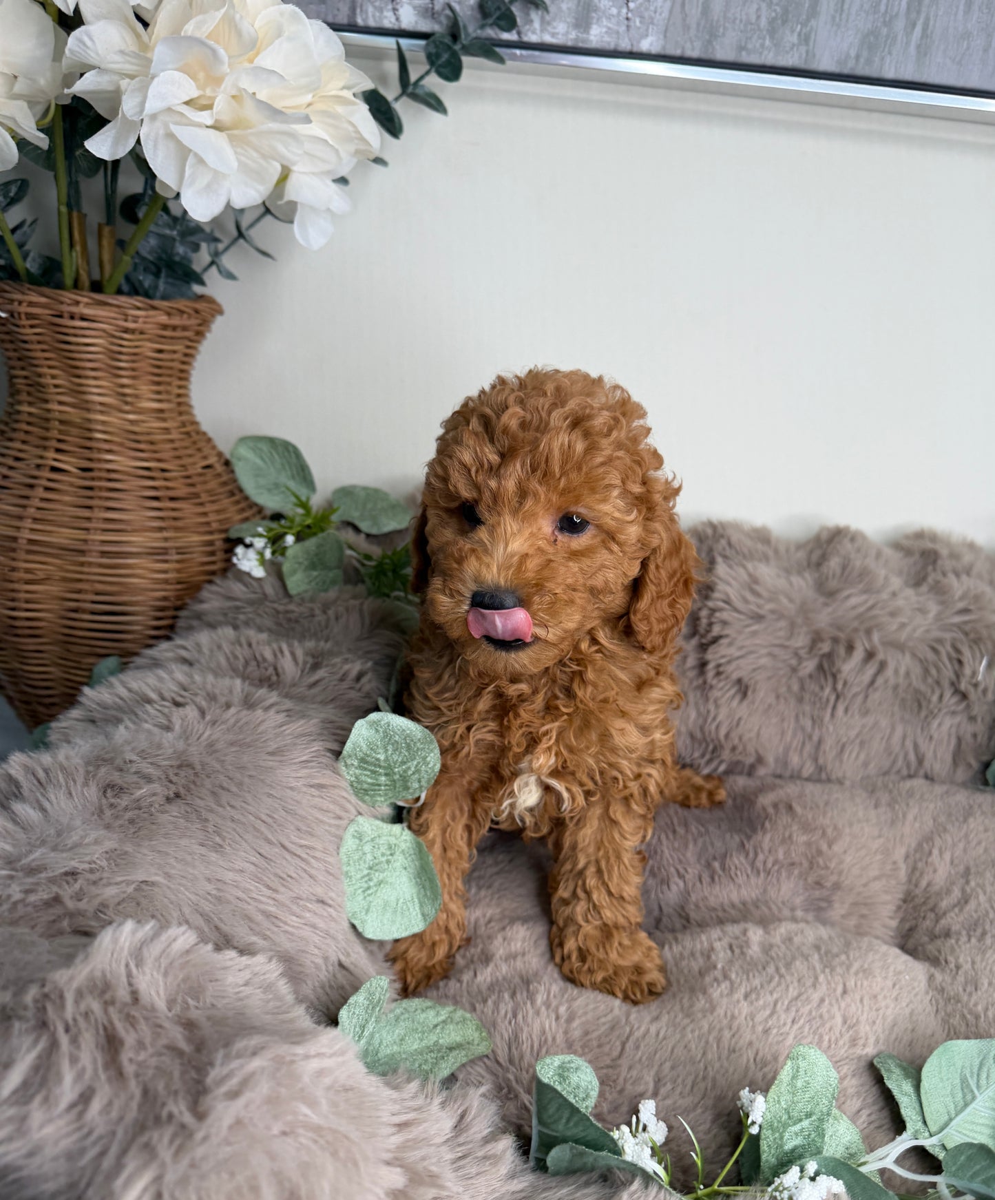 Honey 🍯 | Female Goldendoodle Puppy