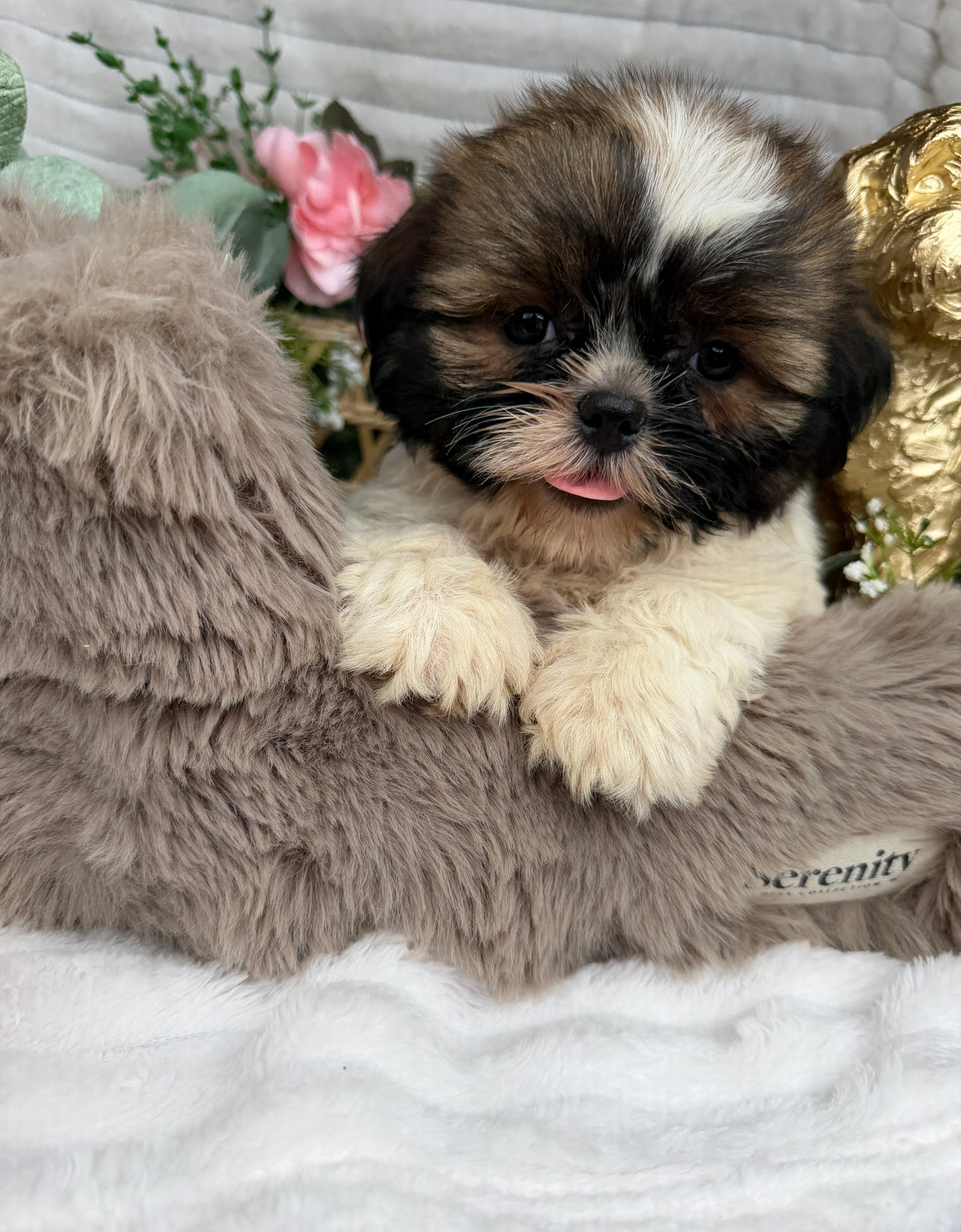 Chyna 🤍 | Female Teddy Bear Puppy