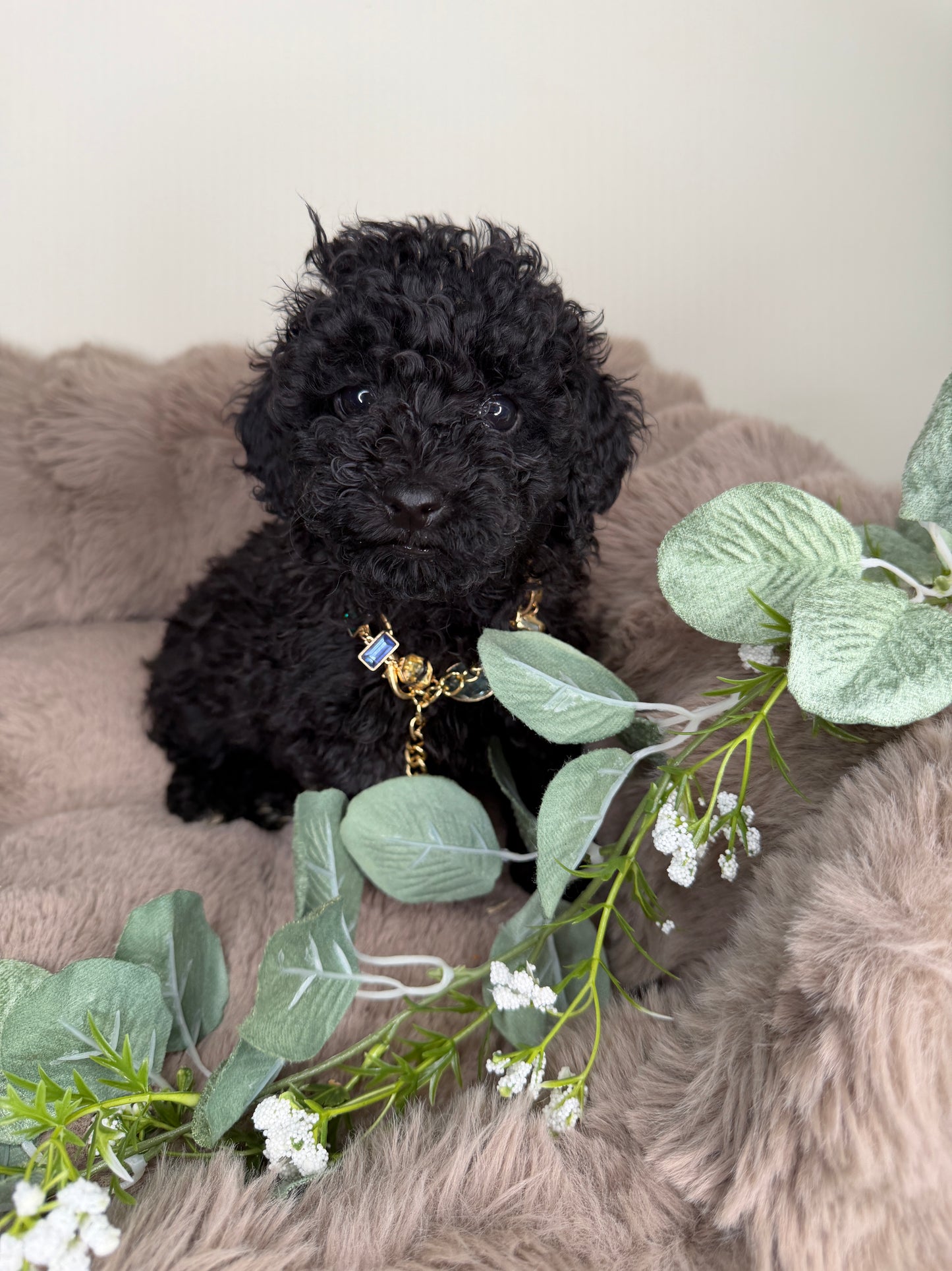 Diva 🖤 | Female Toy Poodle