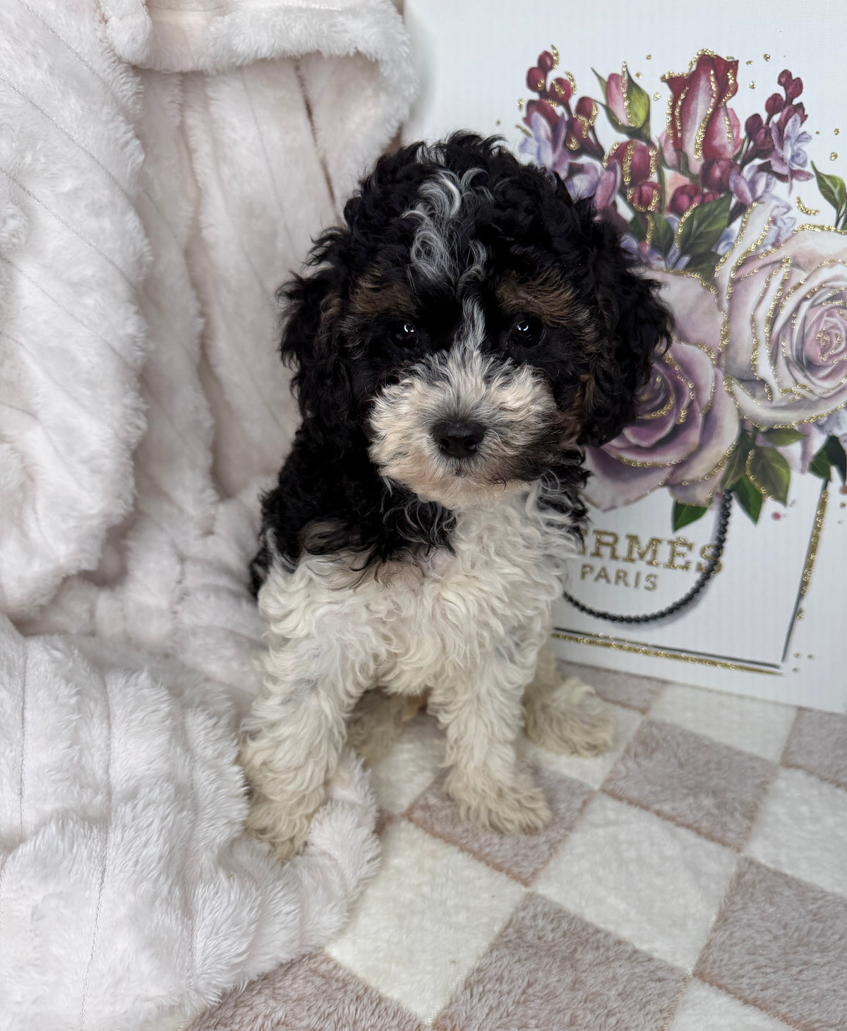 Snickers 🧸 | Male Toy Poodle Puppy