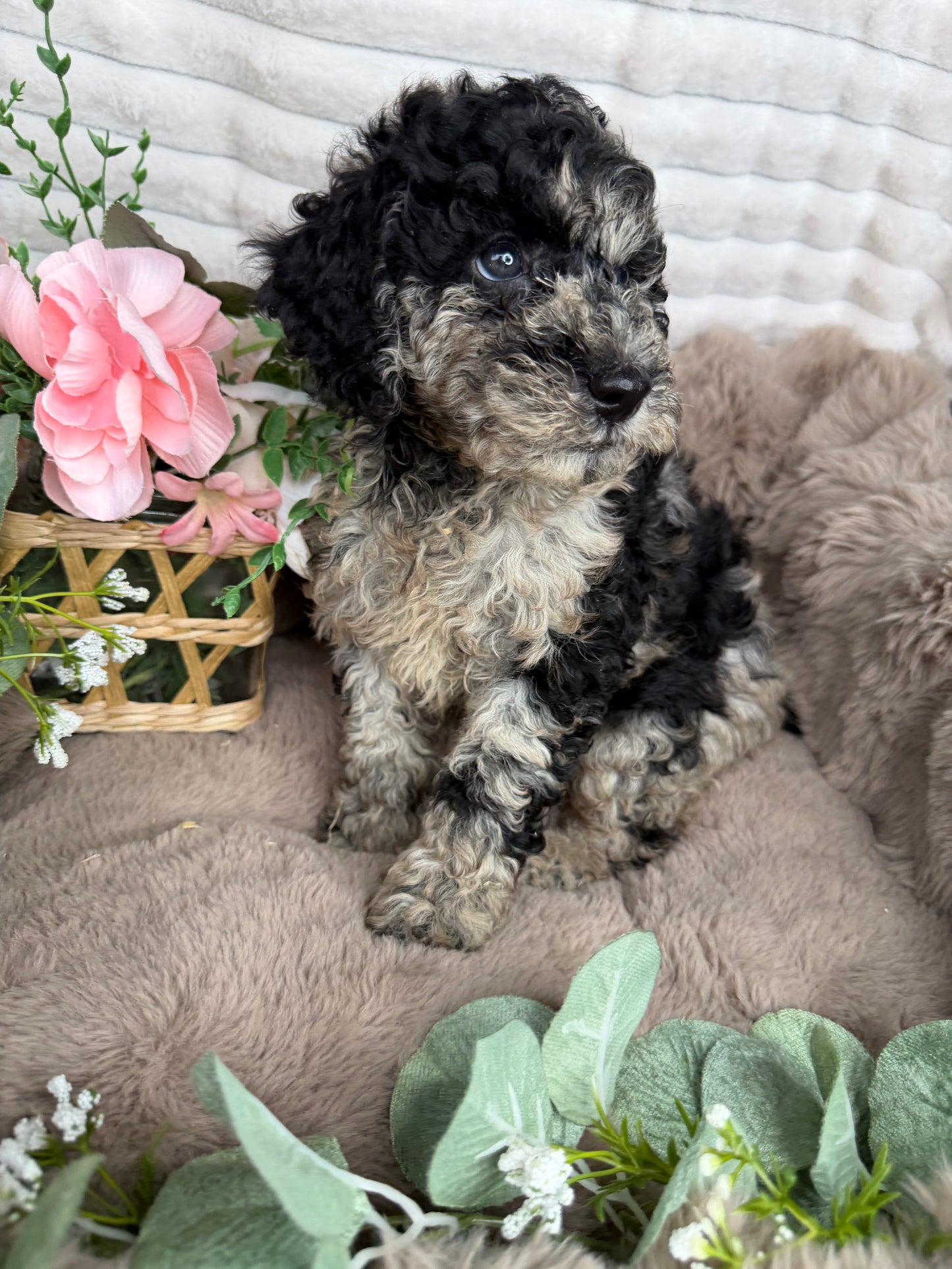 Titan 💙 | Blue Merle Toy Poodle