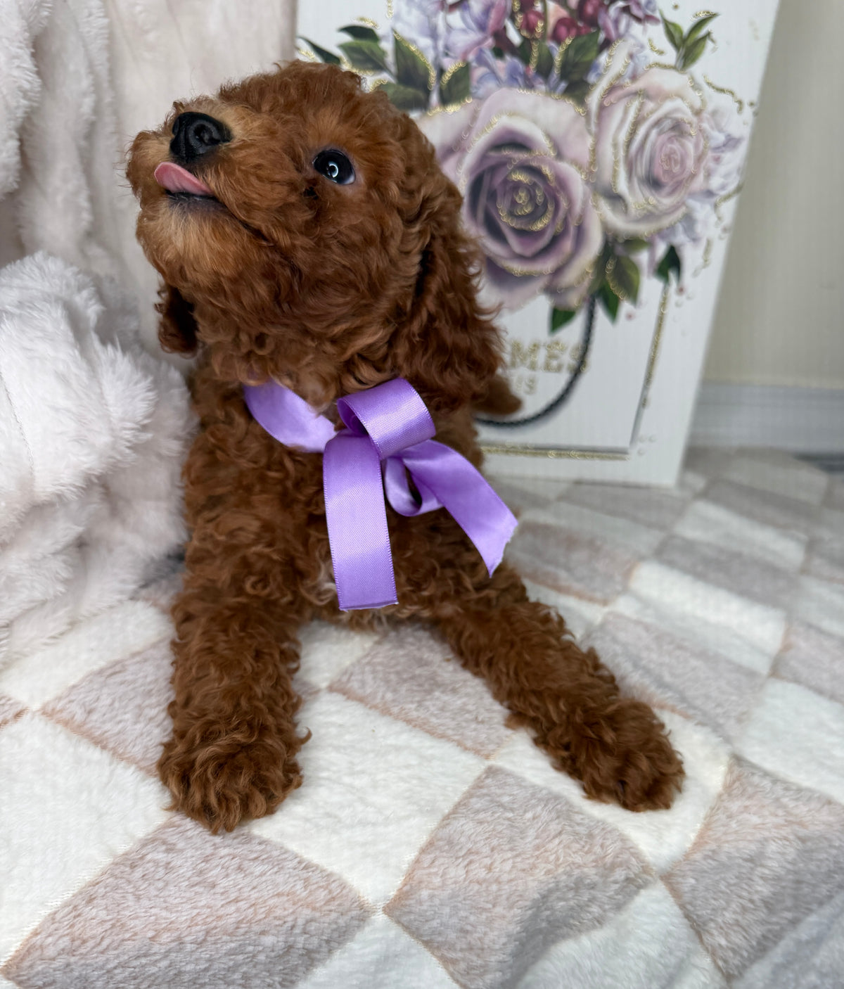 Muffin 🎀 | Female Toy Goldendoodle Puppy