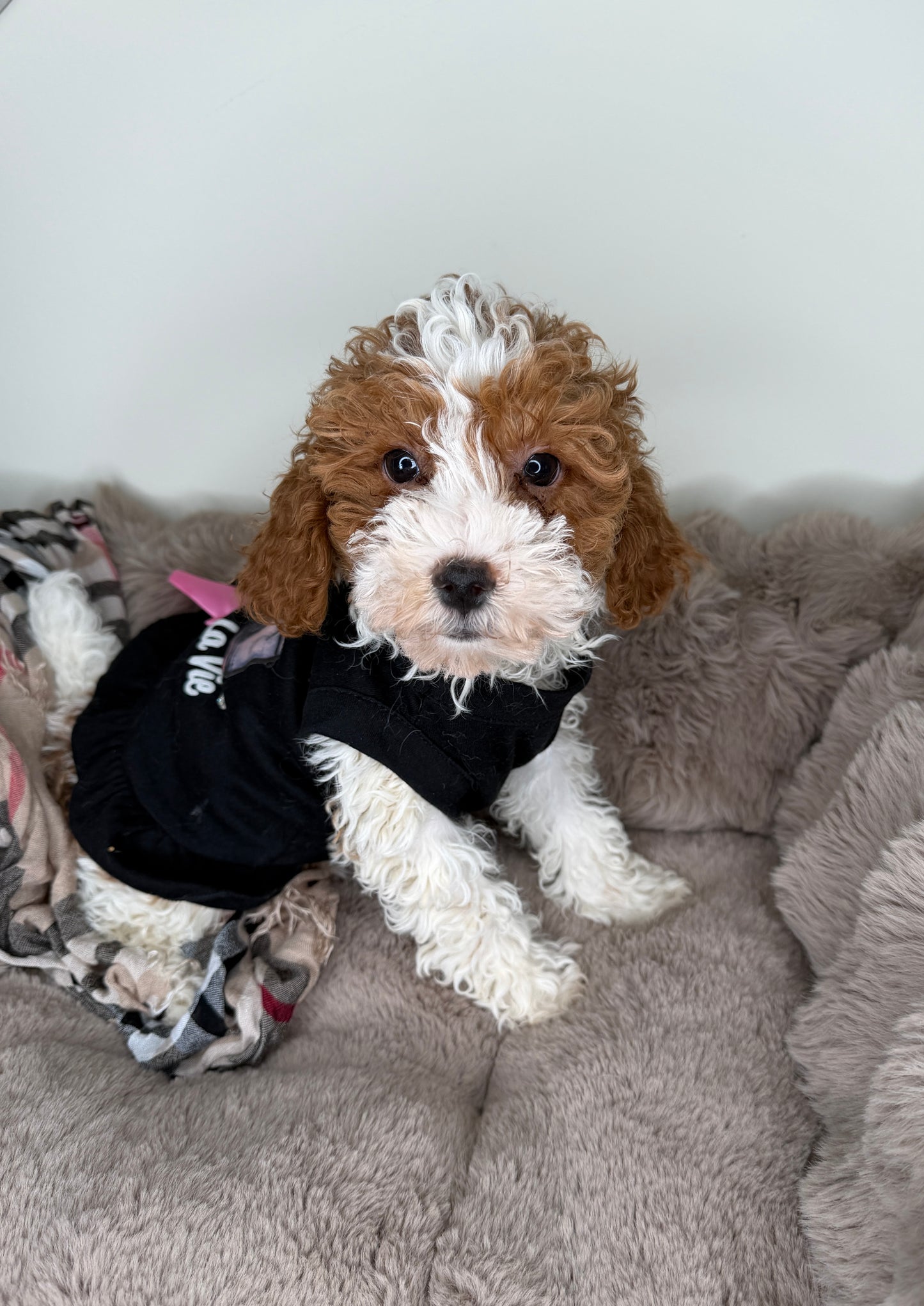 Layla 🤍 Female Cockapoo Puppy
