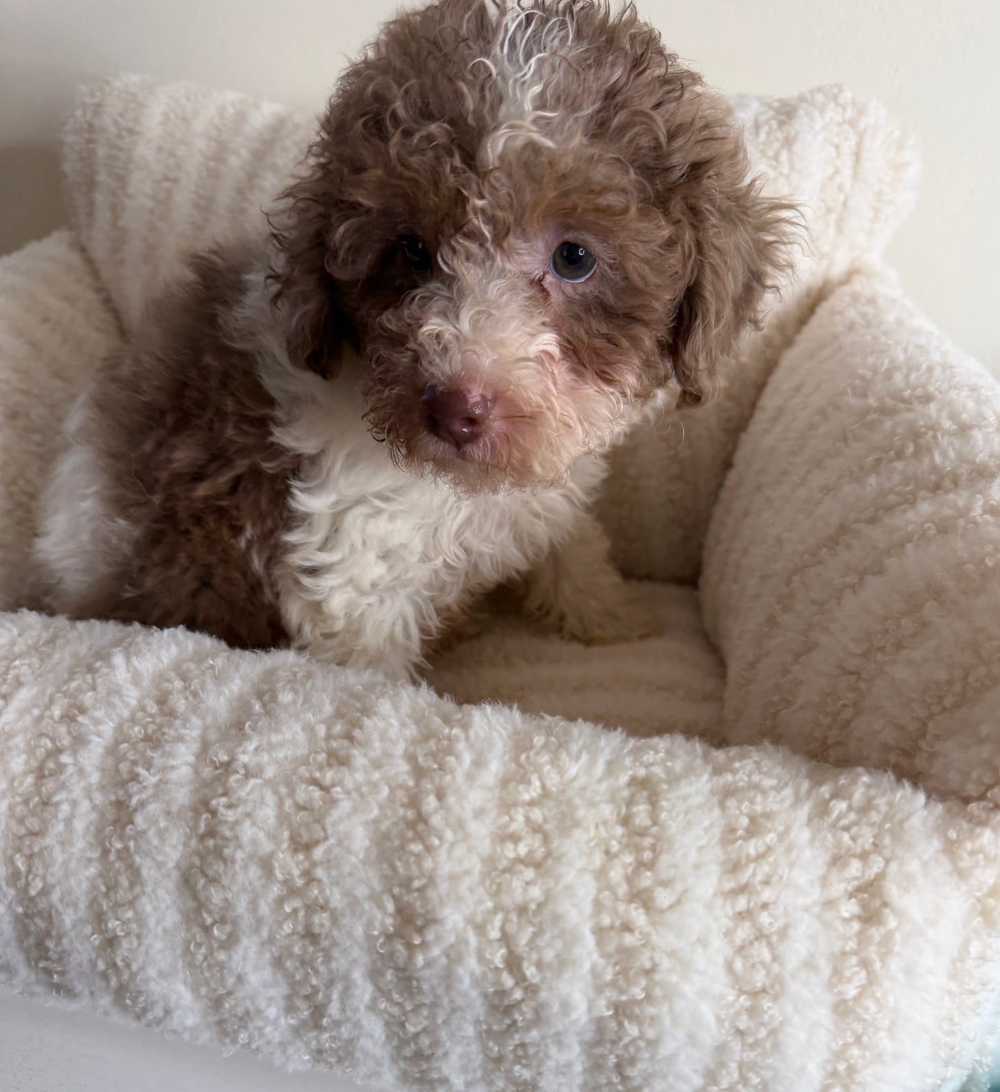 Chase 💙 | Male Toy Poodle