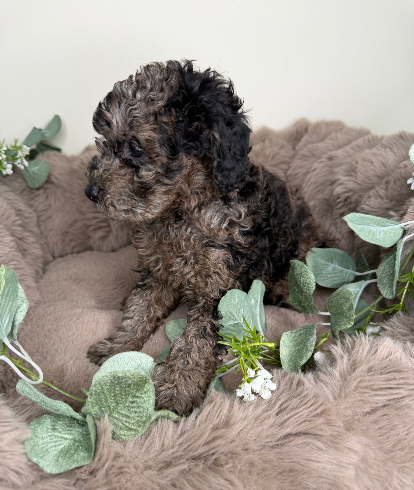 Apollo 💙 | Male Blue Merle Toy Poodle