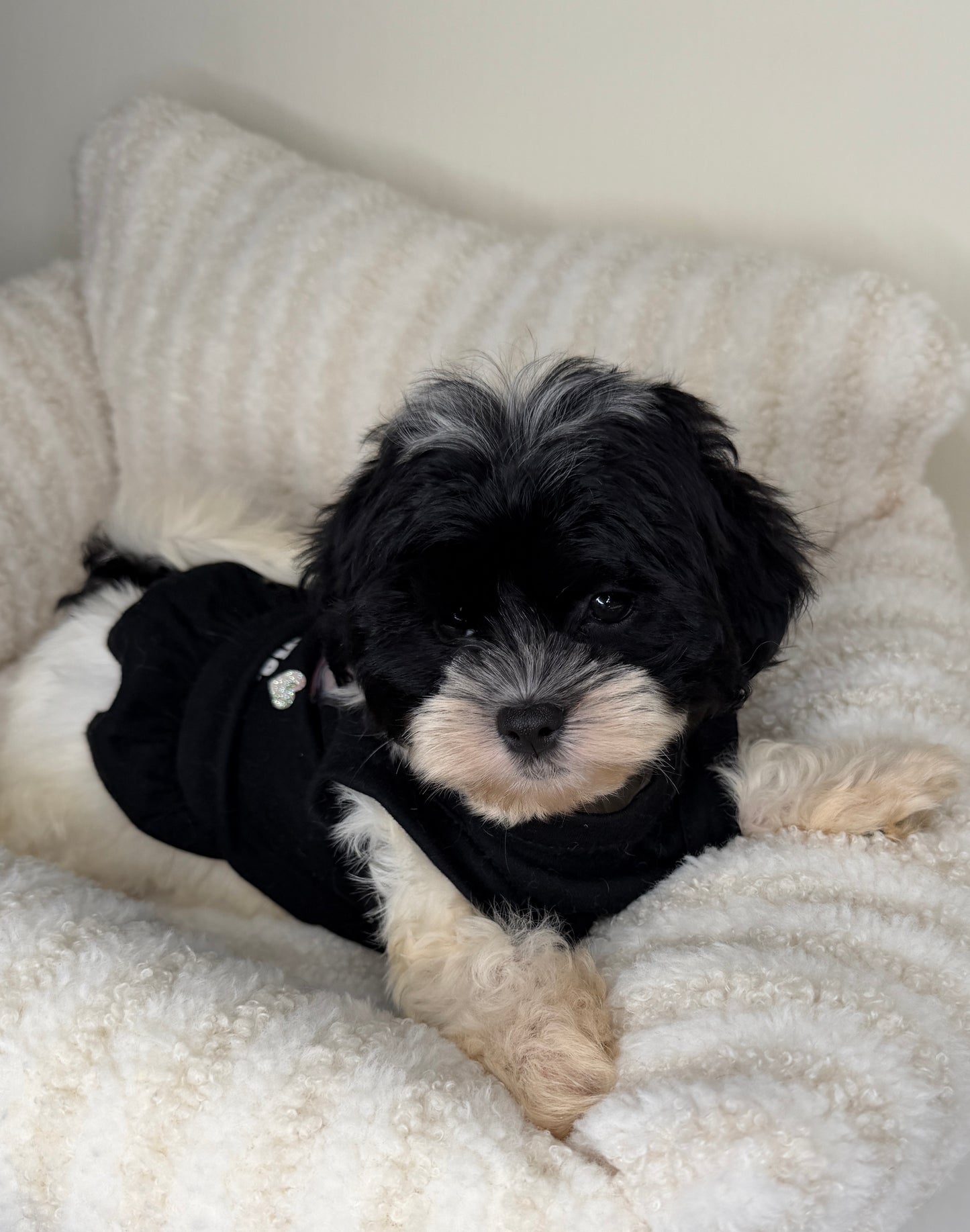 Meet Boba Female Teddy Bear 🐼🎀