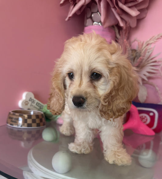 “Luna” ICA Cockapoo