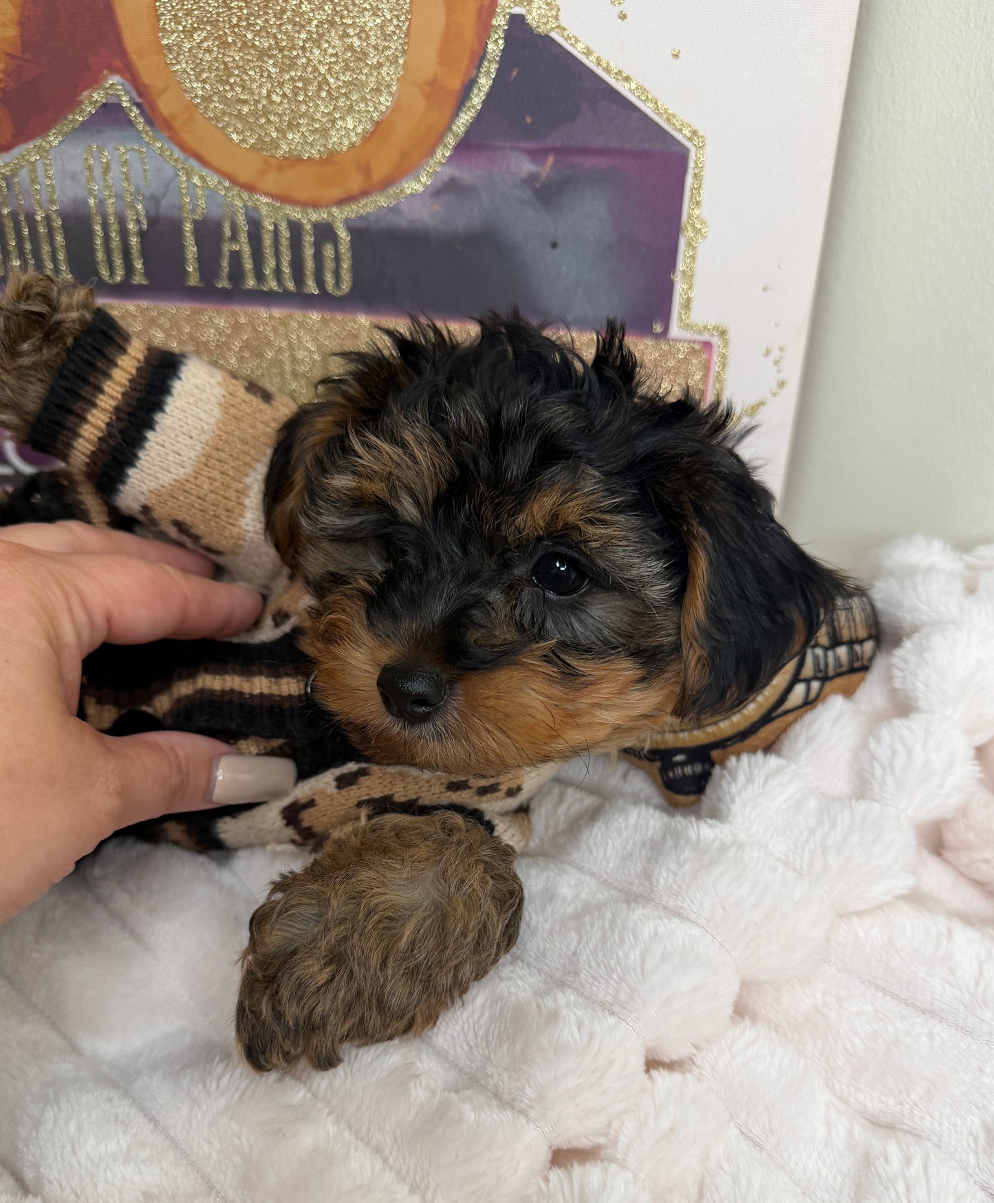 Kensington ✨Male Yorkiepoo