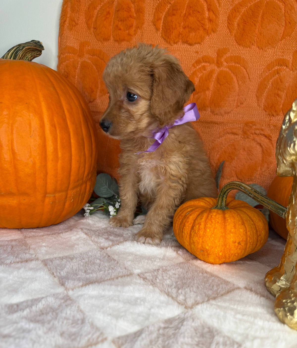 Penelope: Toy Poodle