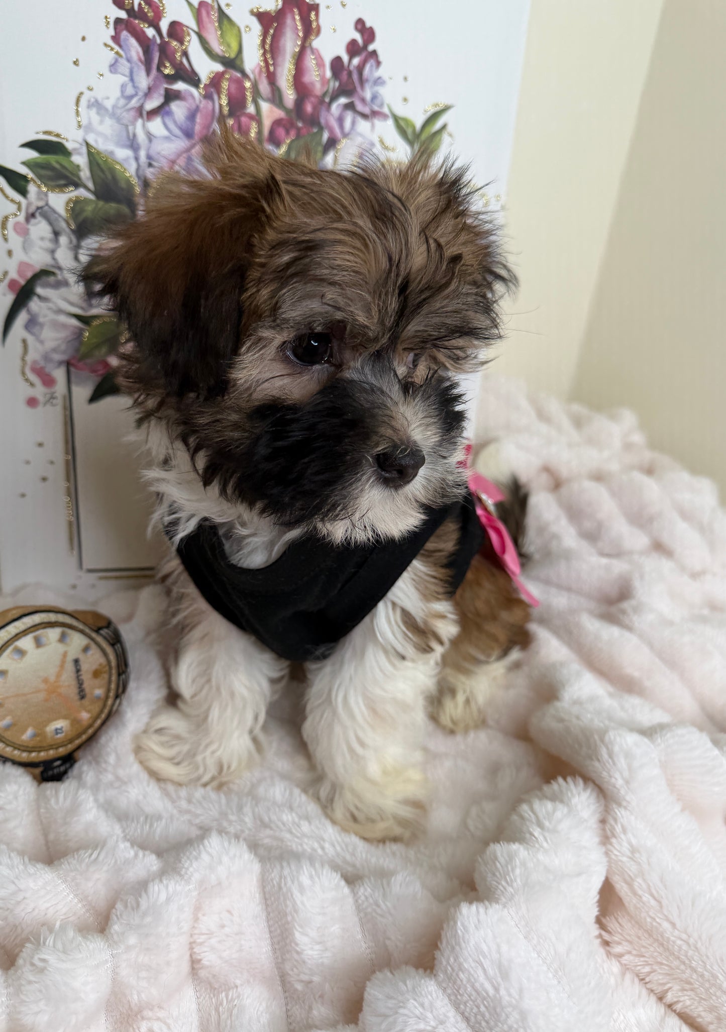 Paris Monroe✨ Female Havanese