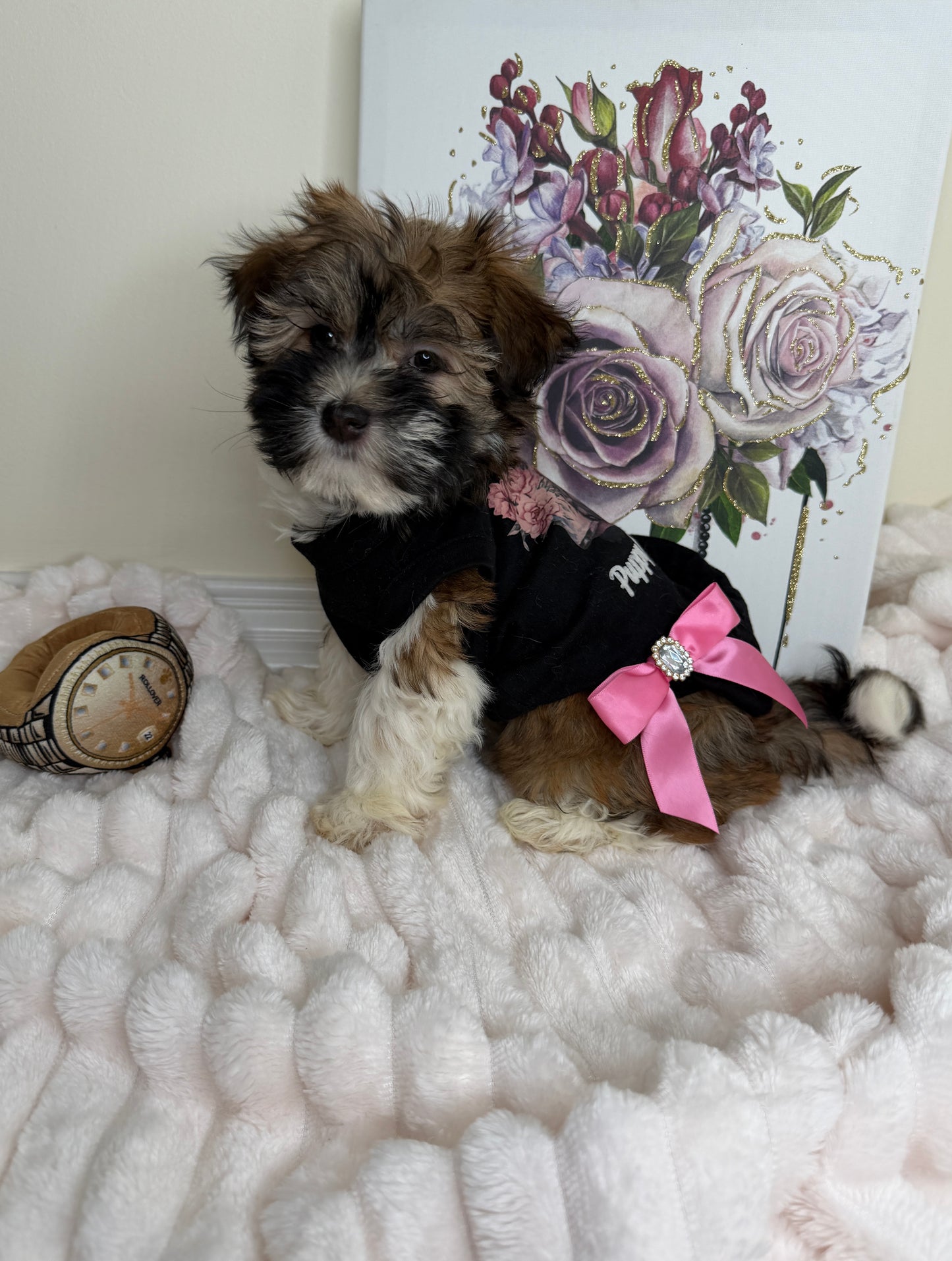 Paris Monroe✨ Female Havanese