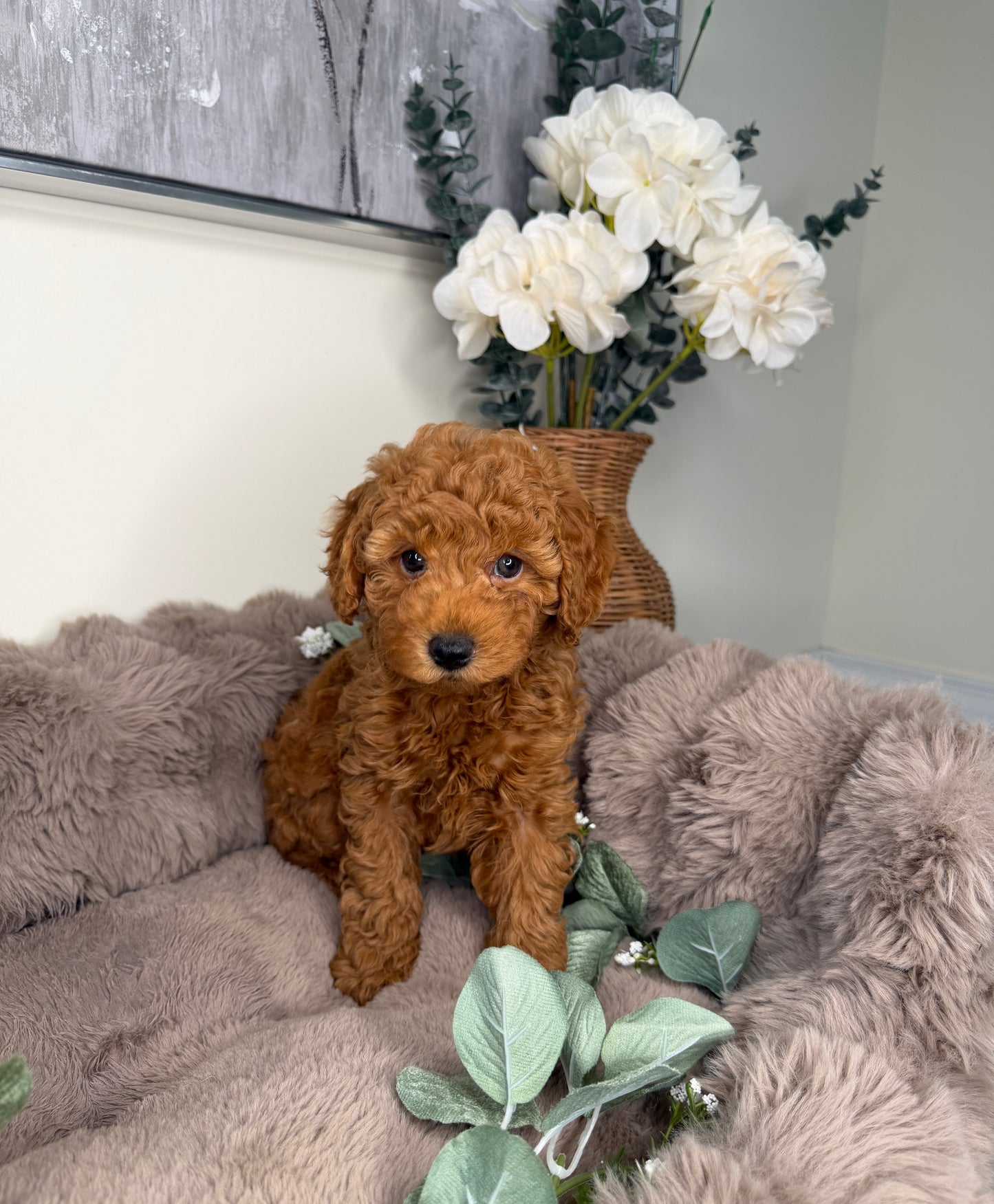 Teddy 🧸 | Male Goldendoodle Puppy