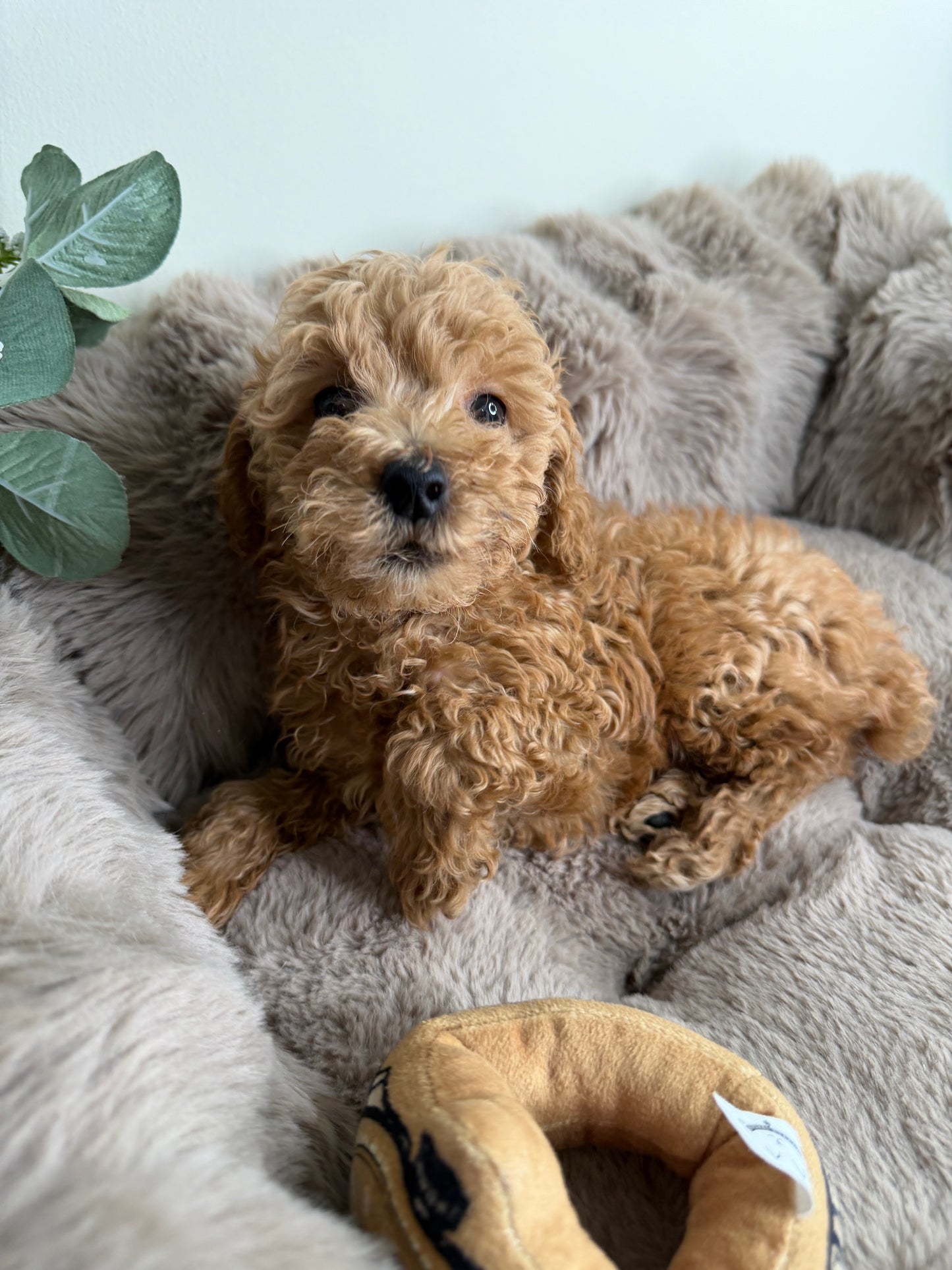 Jace ✨ | Male Toy Poodle