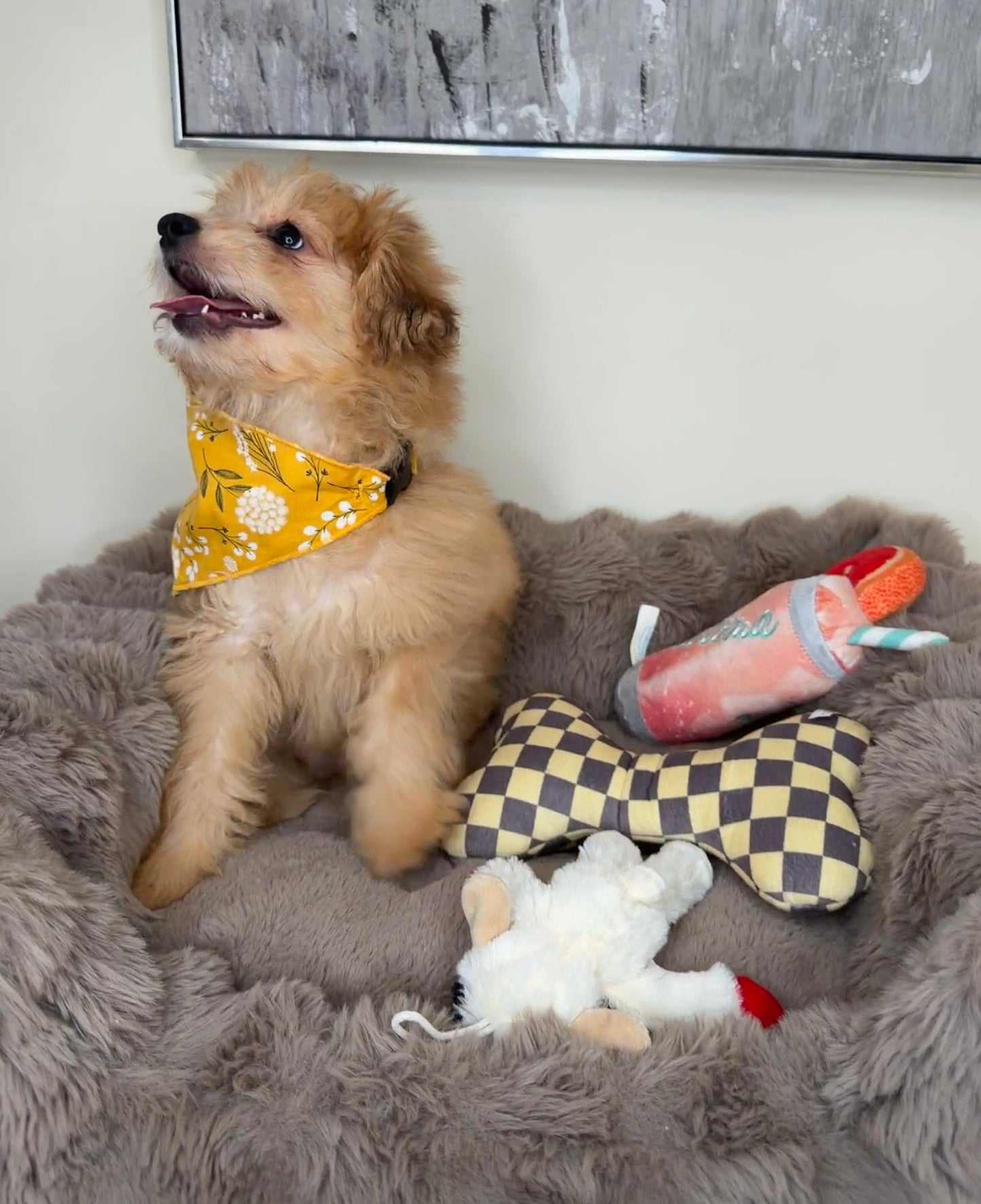 “Xena” Miniature Pomapoo!