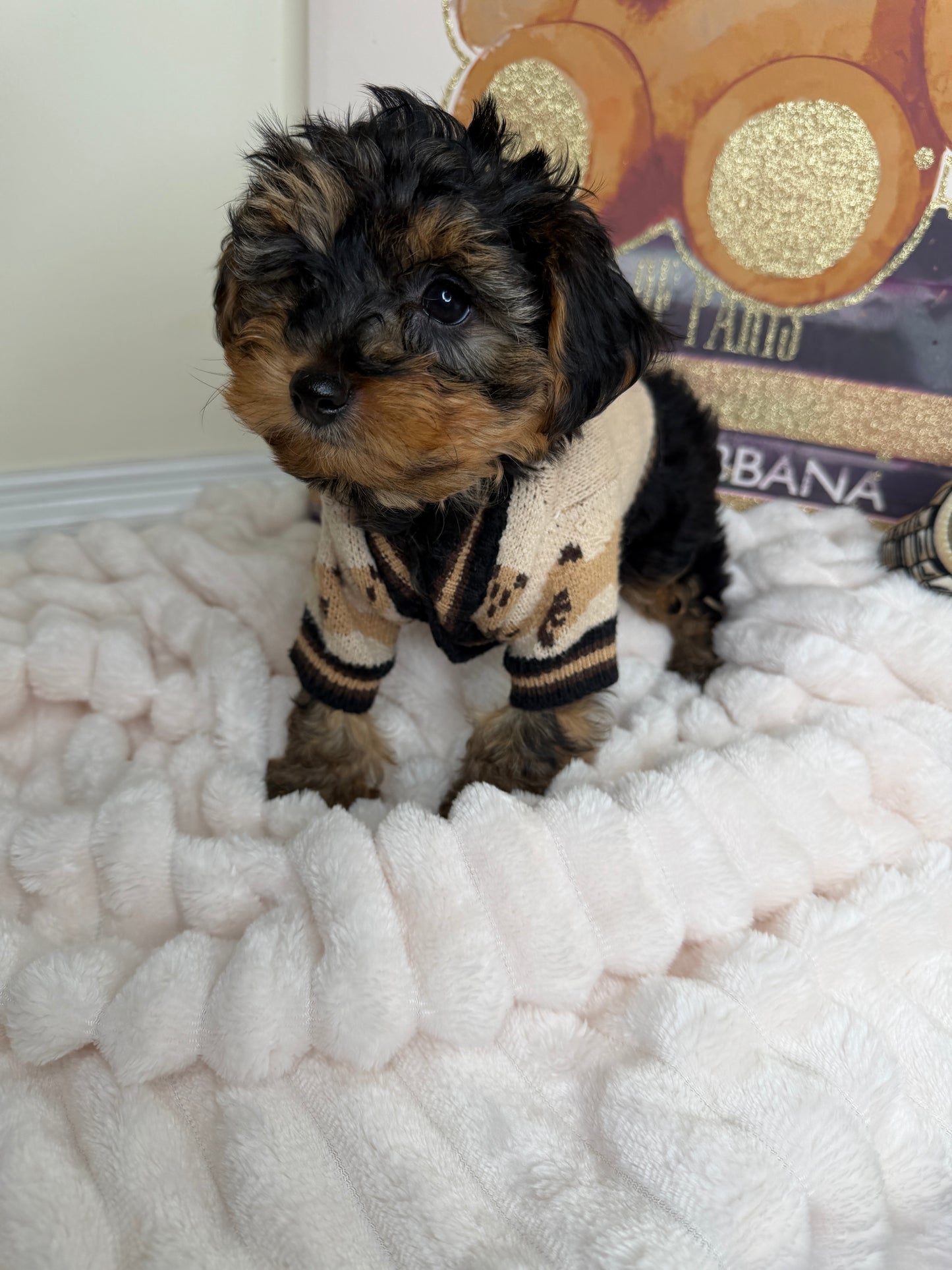 Kensington ✨Male Yorkiepoo