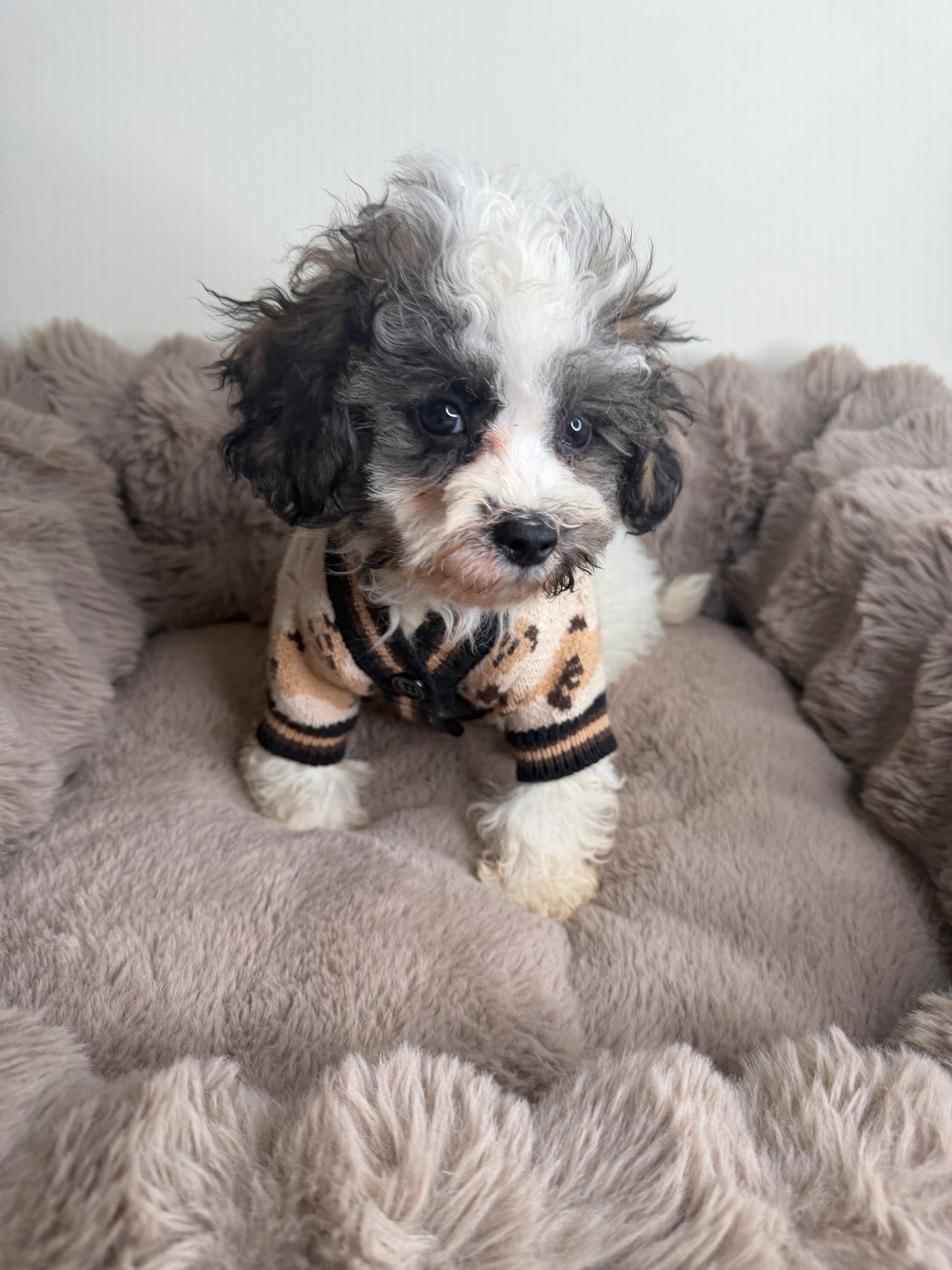 Phillip “Phil” 🐾 | Male Maltipoo
