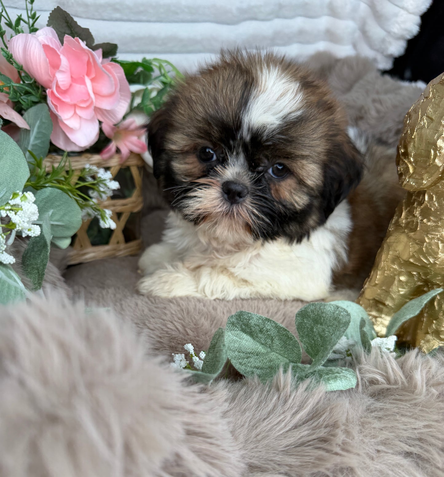 Chyna 🤍 | Female Teddy Bear Puppy
