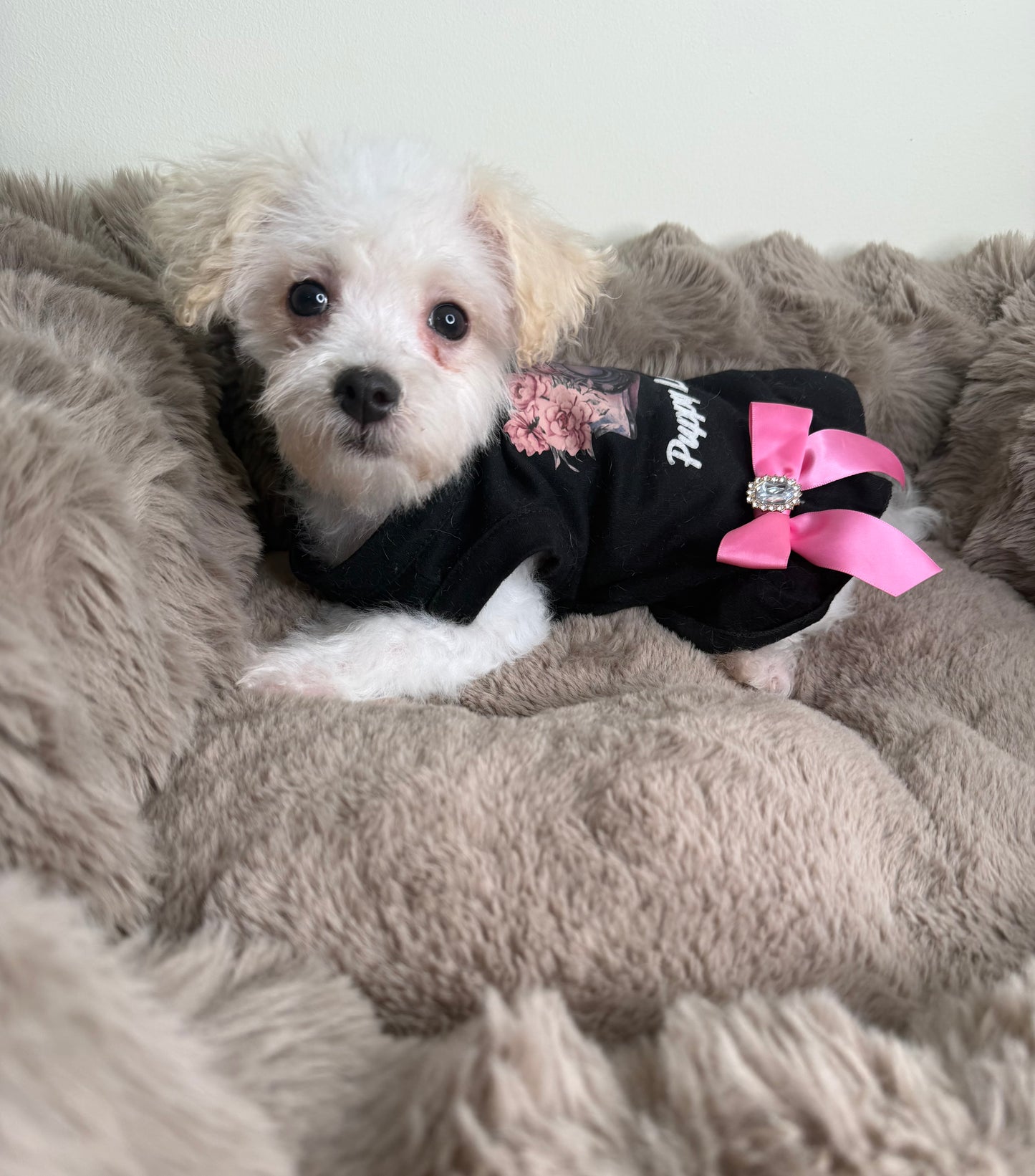 Daisy 🌼 | Female Morkie