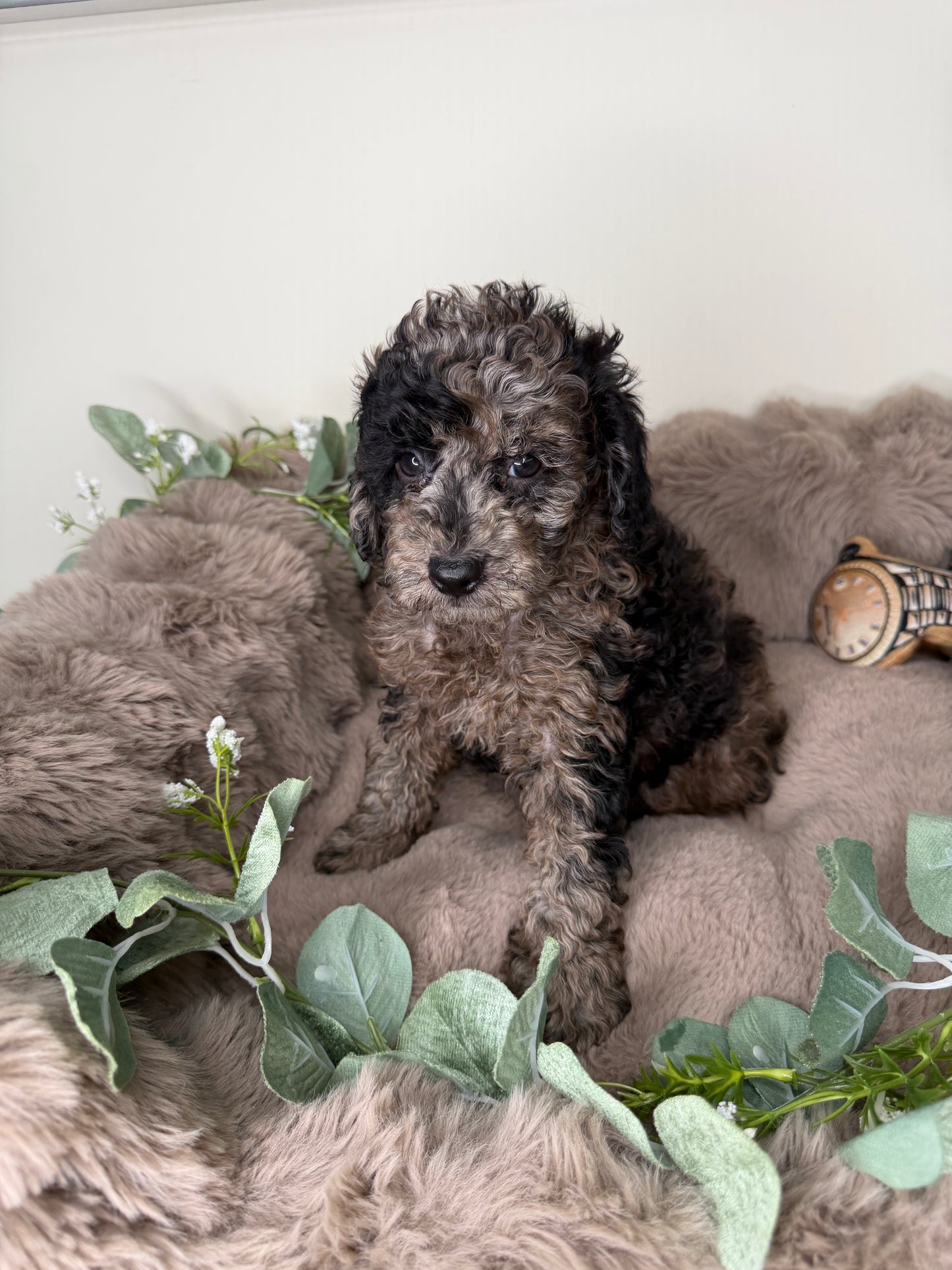 Apollo 💙 | Male Blue Merle Toy Poodle
