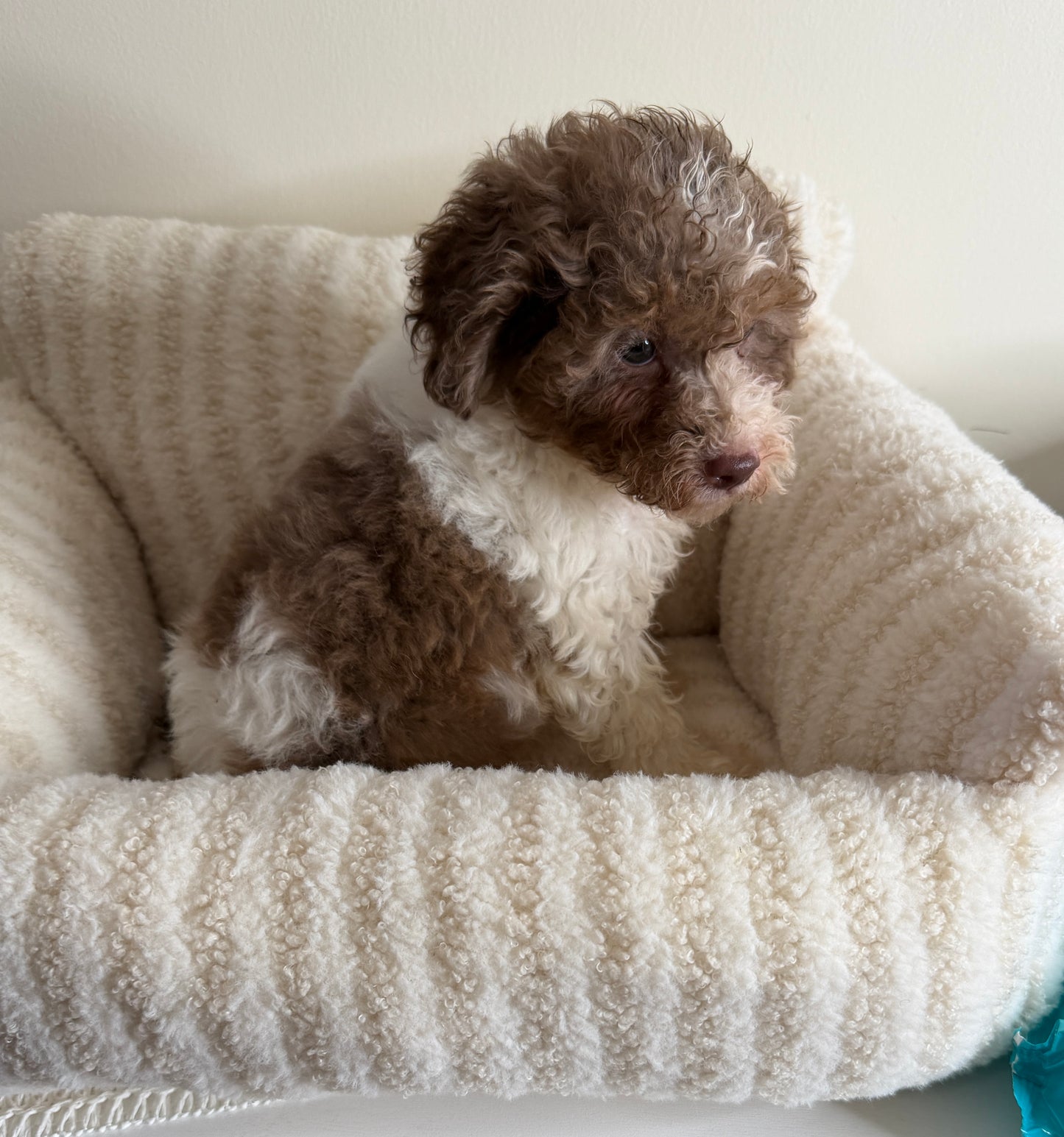 Chase 💙 | Male Toy Poodle