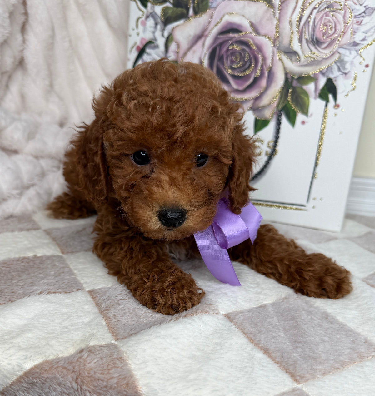 Muffin 🎀 | Female Toy Goldendoodle Puppy