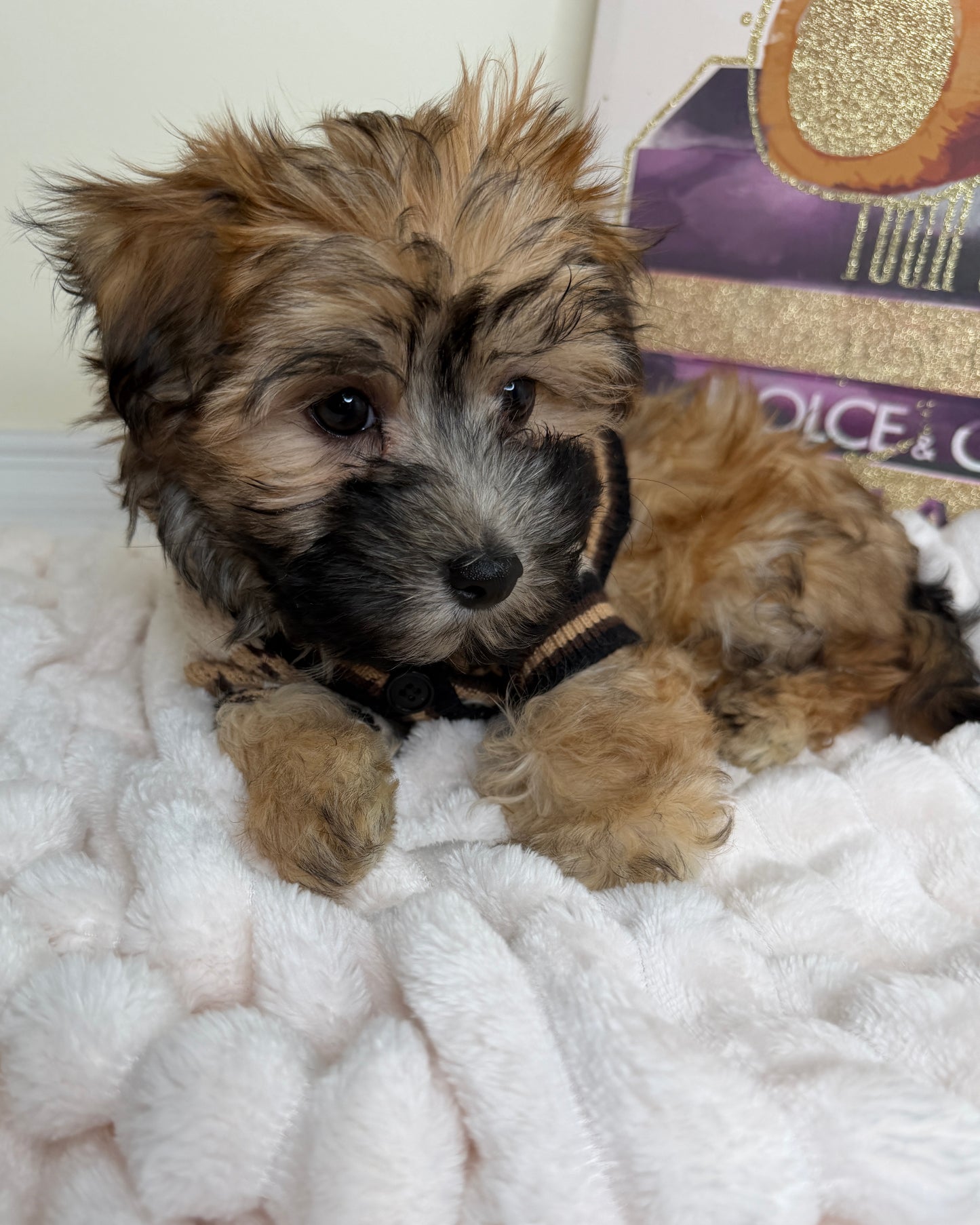 Benny James ✨ Male Silktese