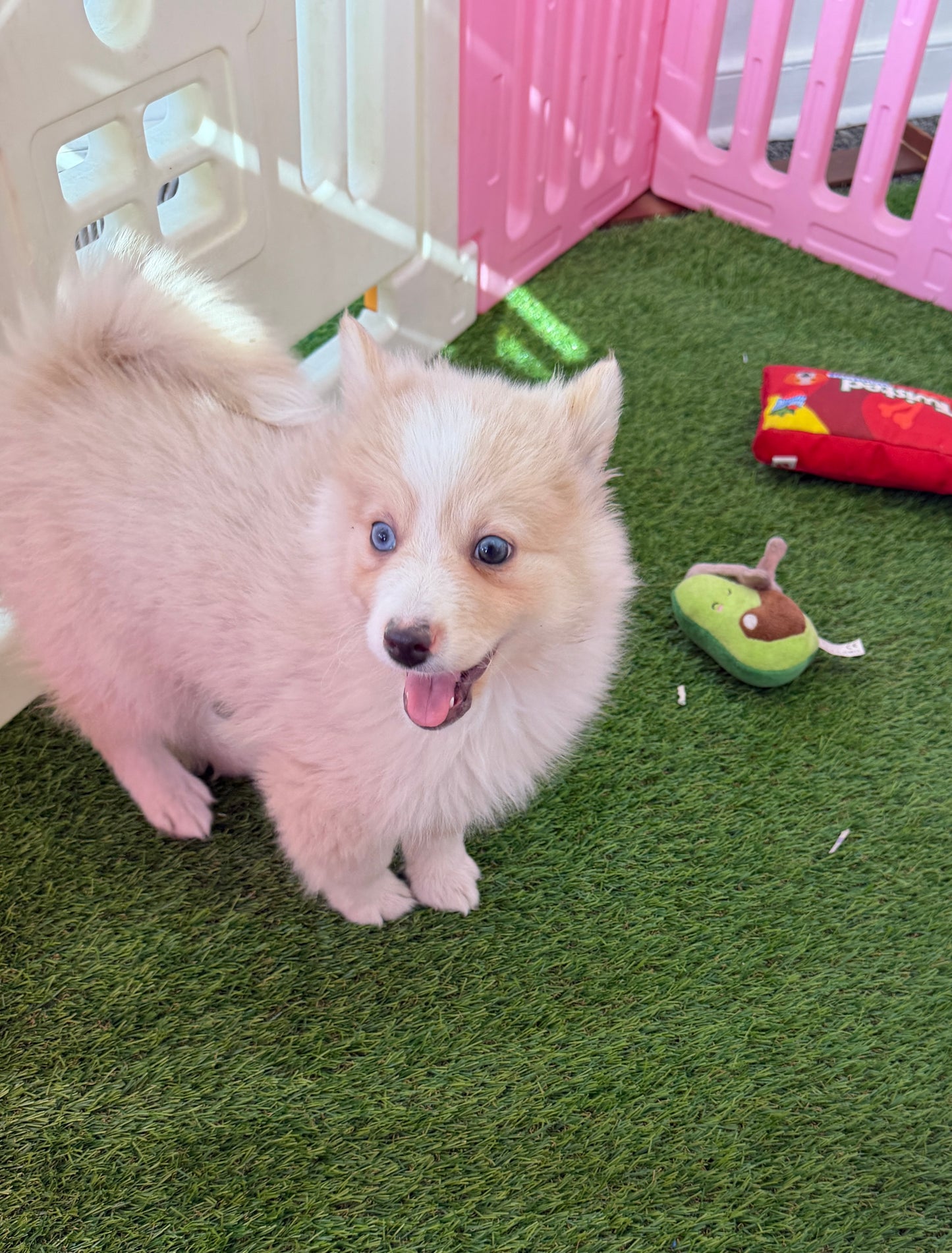 “Atlas” Male Pomsky Puppy