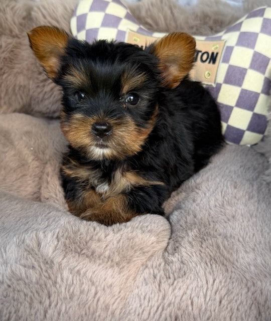 Nico 💙 | Male Toy Yorkie