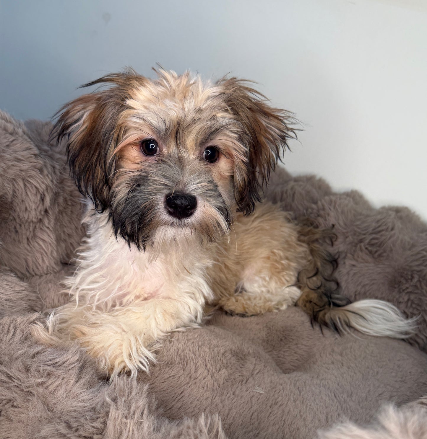 Paris 🎀 | Female Havanese Puppy