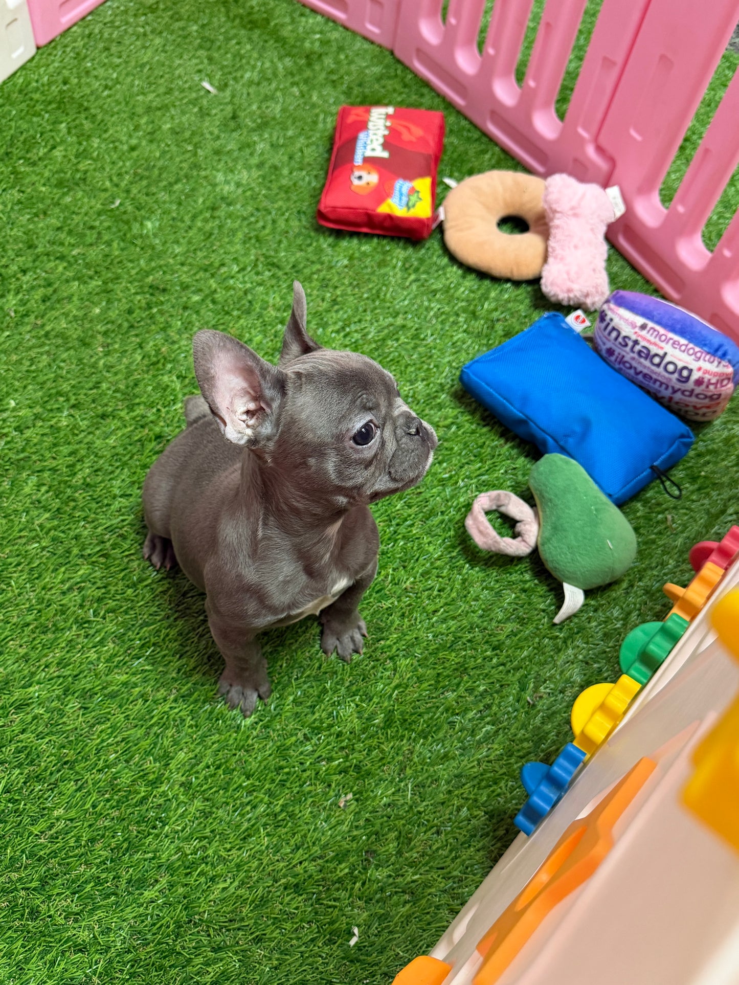 “Frankie” ACA French Bulldog