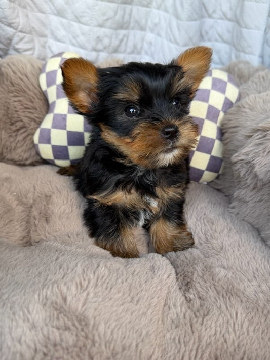 Nico 💙 | Male Toy Yorkie