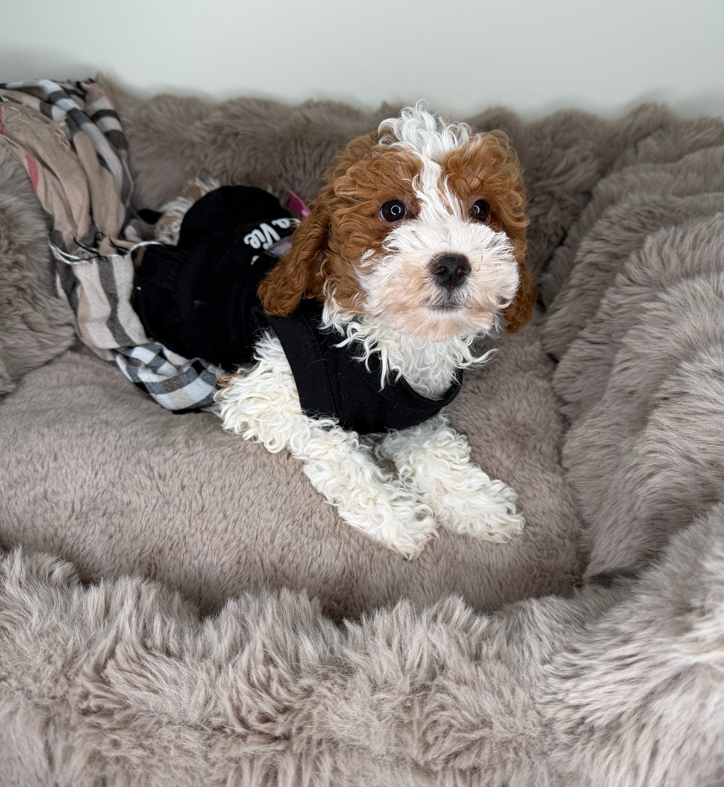 Layla 🤍 Female Cockapoo Puppy
