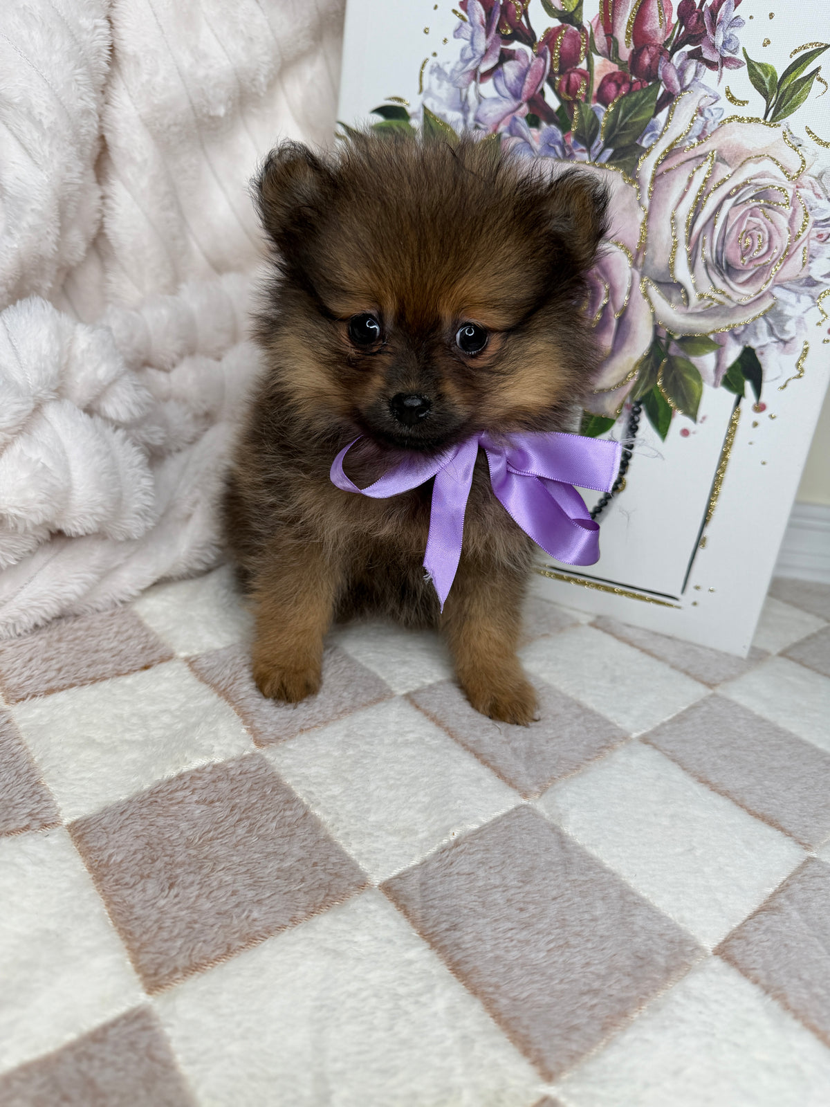 CoCo 🎀 | Female Toy Pomeranian