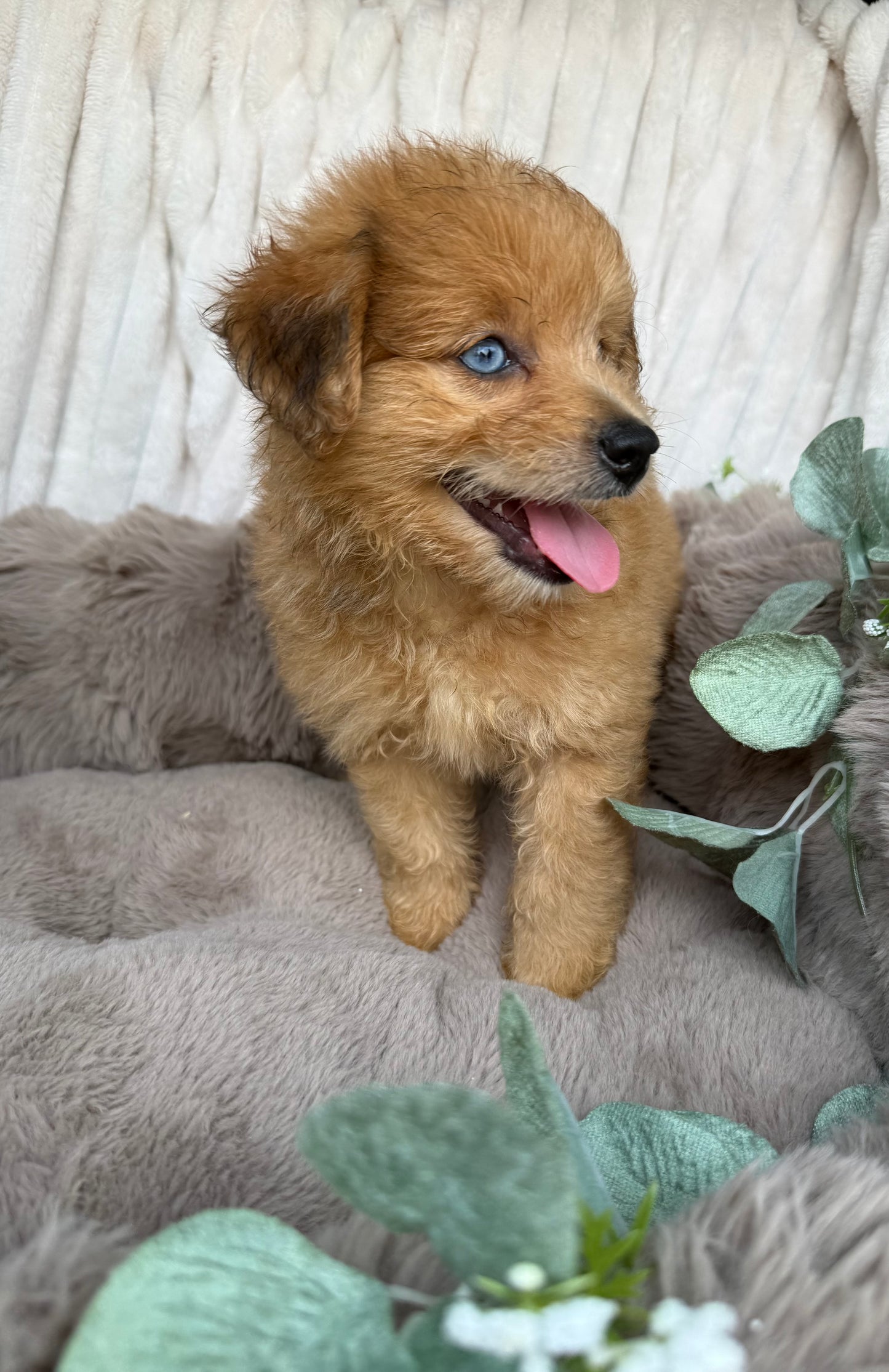 Xena 💖 | Female PomaPoo Puppy