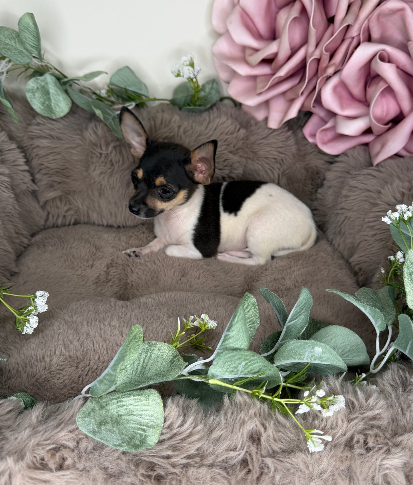 Saint 🤍 Chihuahua