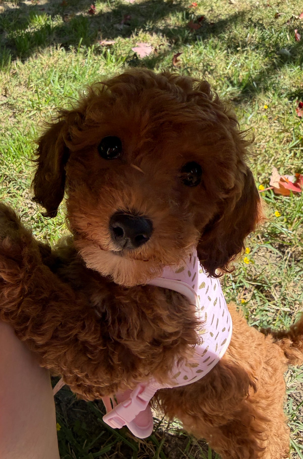 Ruby Rose 🌹 Toy Poodle