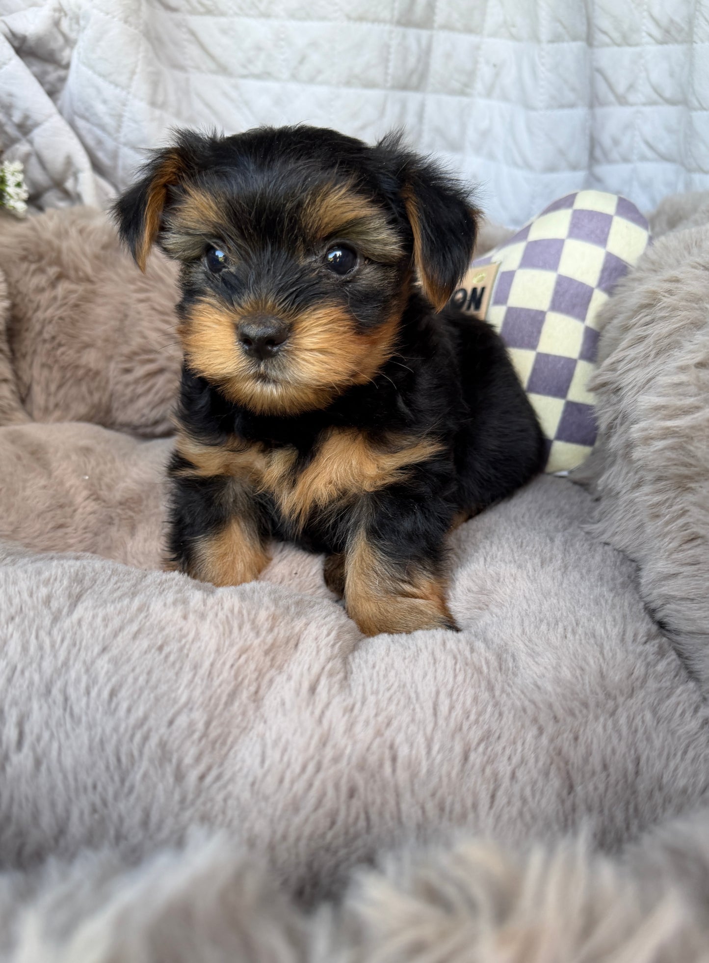 Luca 💙 | Male Toy Yorkie