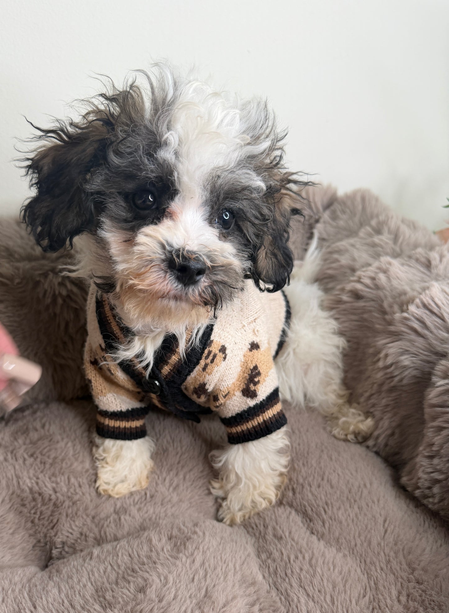 Phillip “Phil” 🐾 | Male Maltipoo