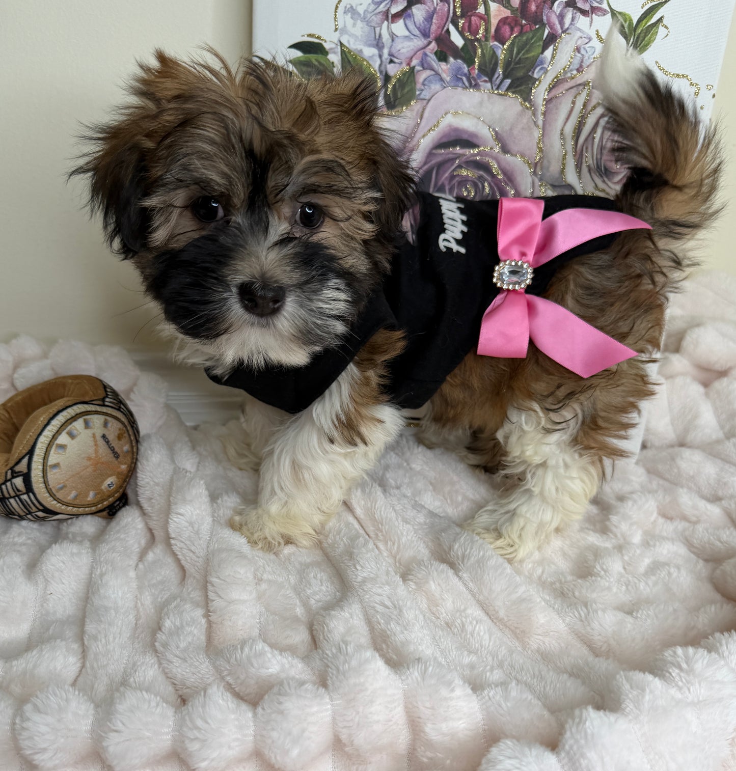 Paris Monroe✨ Female Havanese