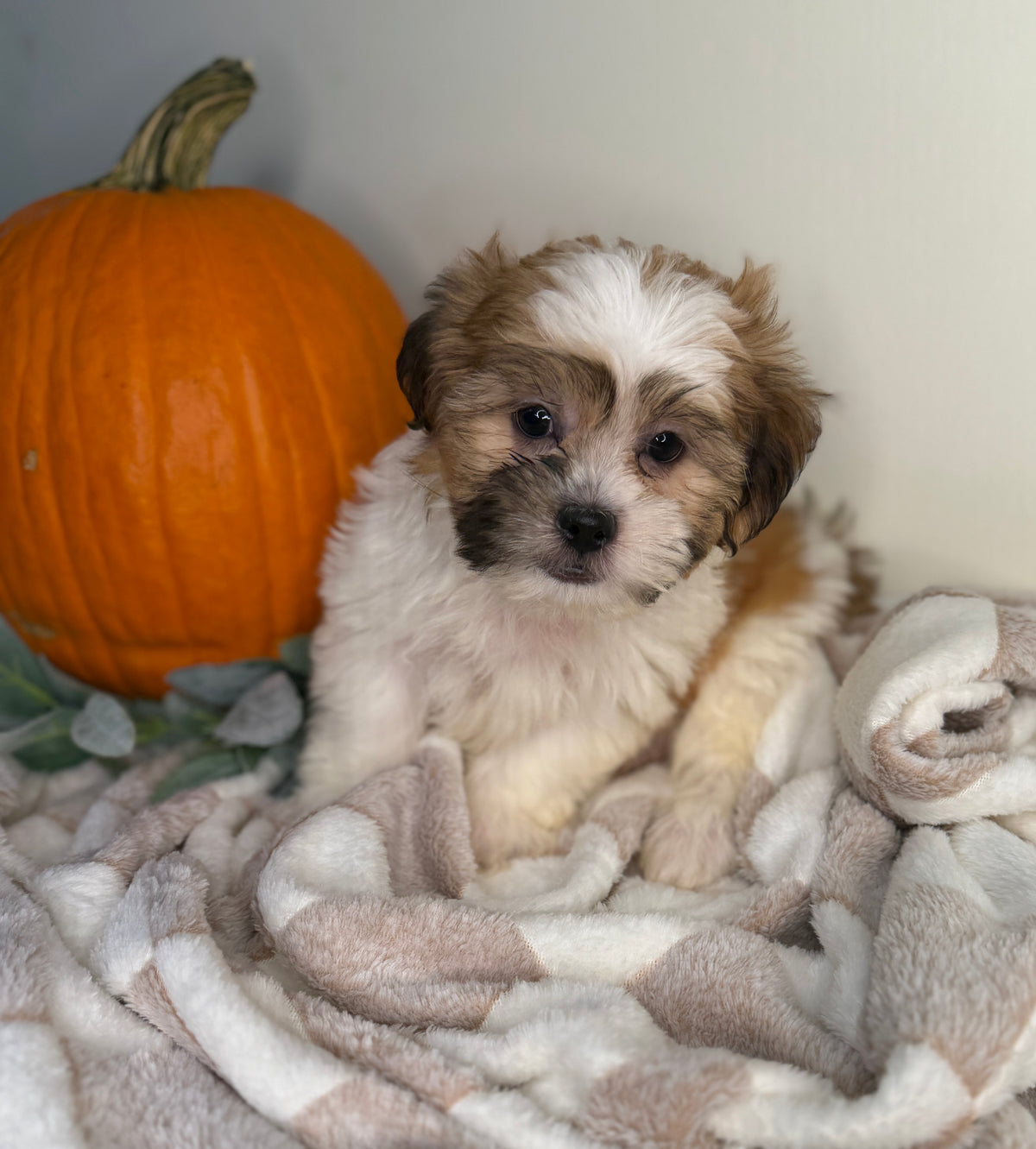 Winston: Maltipoo